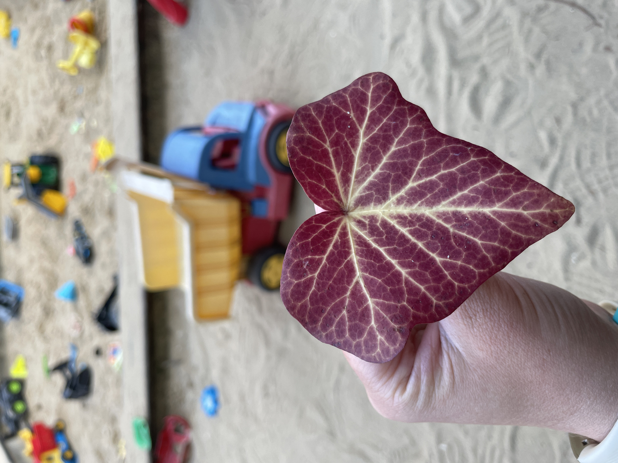 A photograph shows a hand holding a maroon and yellow leaf with prominent veins in the foreground. The background reveals a sandbox filled with toys. A large blue and red toy truck sits in the center of the sandbox. Smaller plastic toys of various colors are scattered around the sandbox. The location is a sandbox, presumably in a playground or backyard, in the city of Unknown, Unknown.