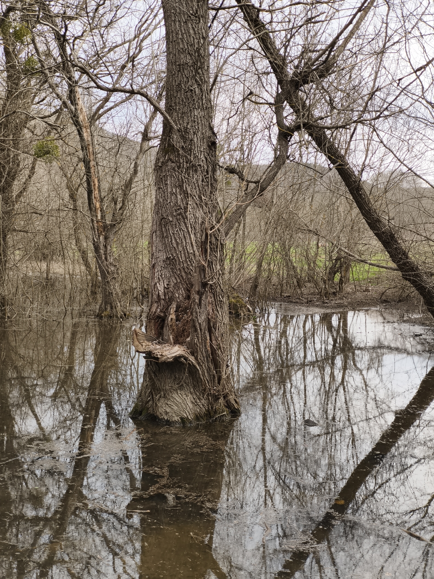 The image depicts a flooded wooded area in a location possibly within the Орлиновский округ in Ukraine. Several trees stand partially submerged in the water, which reflects the bare branches of the trees and the sky. The central tree is a prominent feature with a section of its trunk appearing to be damaged or broken. The water level is high enough to obscure the ground surface in many areas, creating a swamp-like environment. Bare branches of trees dominate the backdrop.