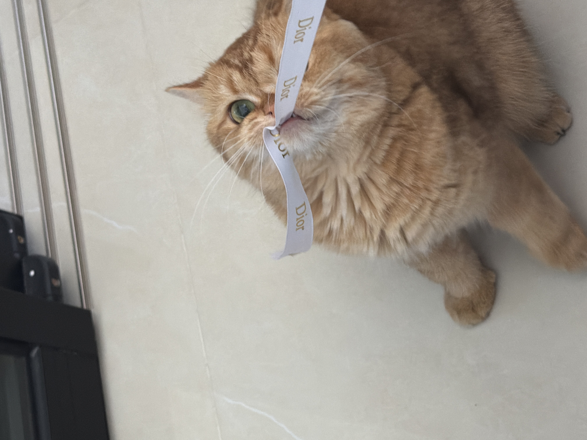 A ginger tabby cat lies on a light-colored, patterned floor. The cat has a light-colored ribbon with the word "Dior" printed on it in its mouth. The cat's head is tilted, and it is looking up toward the left side of the frame. A dark object with vertical lines is visible on the left edge of the frame. The cat is positioned in the upper right of the frame.