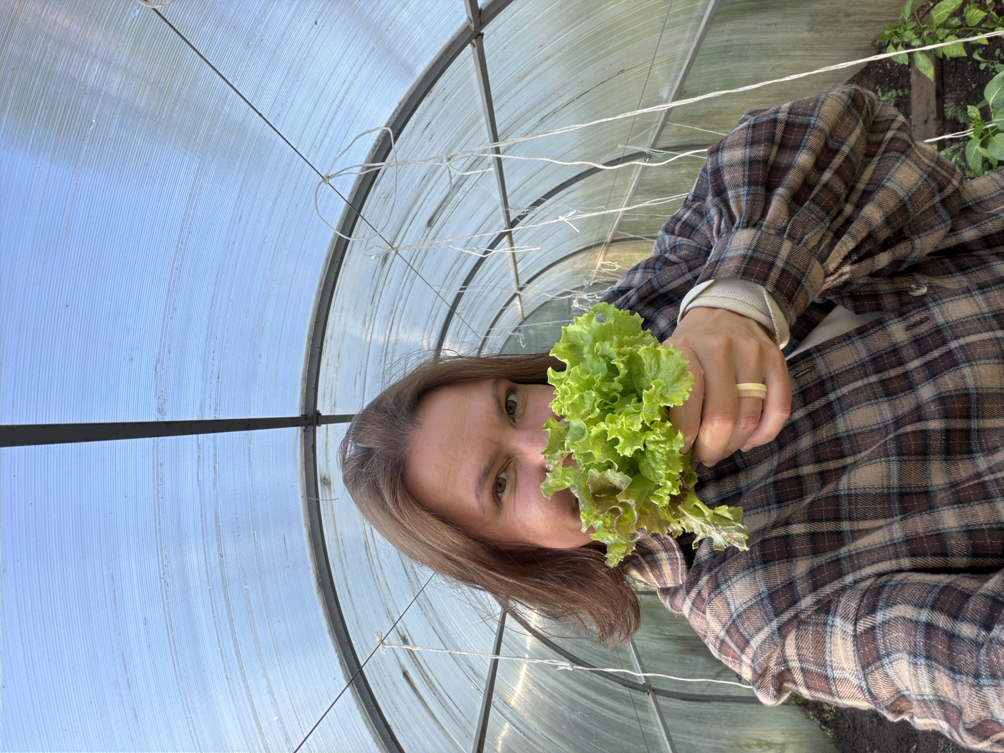An eye-level shot captures a person inside a greenhouse, holding a bunch of freshly picked lettuce. The person, appearing to be an adult female with medium-brown hair, is looking directly at the camera, with part of her face visible, including her eyes. She is wearing a brown and tan plaid shirt with subtle blue accents, and a light-colored ring is visible on her right hand, which holds the vibrant green and reddish-leafed lettuce to her lower face.
The setting is a greenhouse or polytunnel, characterized by its curved roof made of translucent, corrugated panels that allow bright, diffused sunlight to illuminate the interior. Metal structural arches and thin white strings or wires, possibly for supporting climbing plants, are visible overhead and in the background. The ground within the greenhouse appears to be soil, with other young green plants visible growing directly in the earth to the right of the person. The overall impression is one of fresh harvest and cultivation, likely on a sunny day given the bright light. There is no visible text in the image.