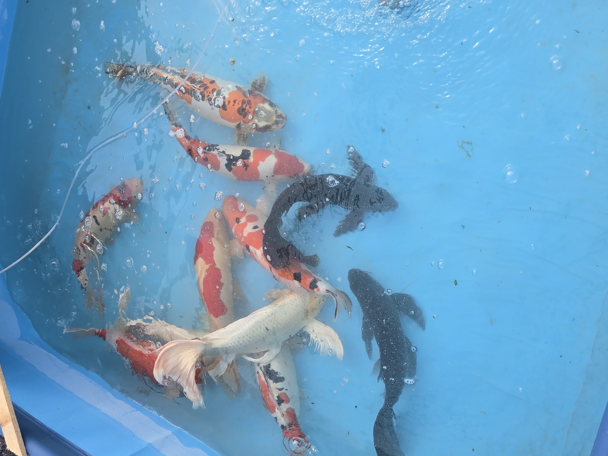A group of koi fish are swimming in a blue plastic tank filled with water. The fish have a variety of colors including white, red, orange, and black. There are also several bubbles visible in the water. The tank appears to be outdoors. The location, Radko Dimitrievo, Bulgaria is not discernible from the image.