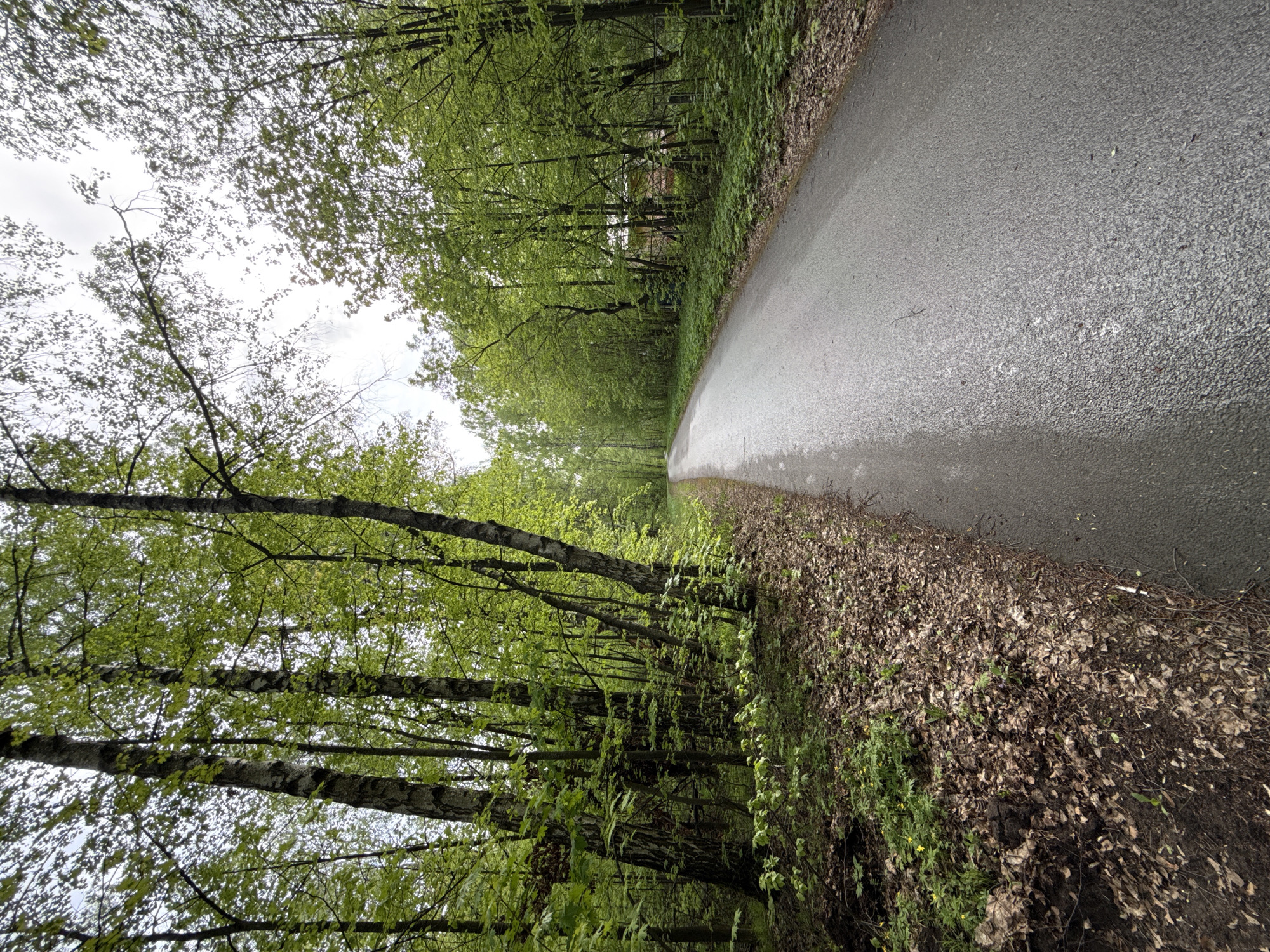 The image shows a road through a forest. The road is made of dark asphalt and appears wet. Trees line both sides of the road, with green foliage visible on the branches. The forest floor is covered in brown leaves and some green vegetation. The sky is overcast. The location is Kazan, Russia.