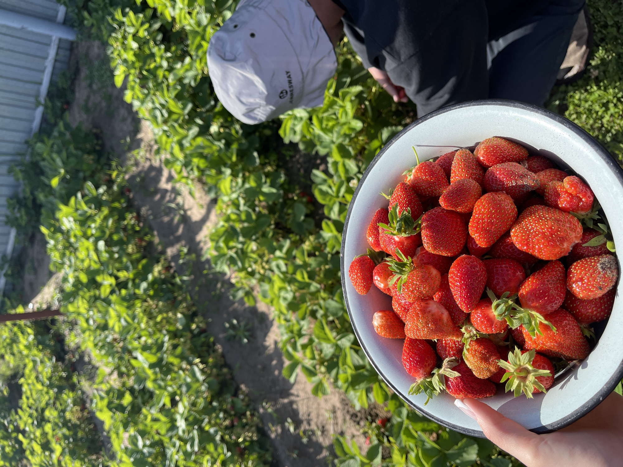 The image captures a vibrant scene of strawberry picking in what appears to be a home garden or small field in Novocheremshansk, Russia. In the foreground, a person's hand, with a manicured thumbnail, holds a white enamel bowl overflowing with freshly picked, ripe red strawberries. The berries are plump and varied in size, some still retaining their green caps.
In the mid-ground and background, another person is actively engaged in picking. They are seen from above, bending over the strawberry plants, wearing a white sun hat with the text "ANNESWAY" visible on it, and dark clothing. The field is laid out in rows, with lush green strawberry plants dominating the landscape under bright sunshine, suggesting good weather for harvesting. Shadows are distinct on the ground, indicating a clear, sunny day, likely in the morning or late afternoon. A metal fence runs along the left edge of the frame, hinting at the boundary of the garden or plot. The overall impression is one of a fruitful harvest and pleasant outdoor activity.