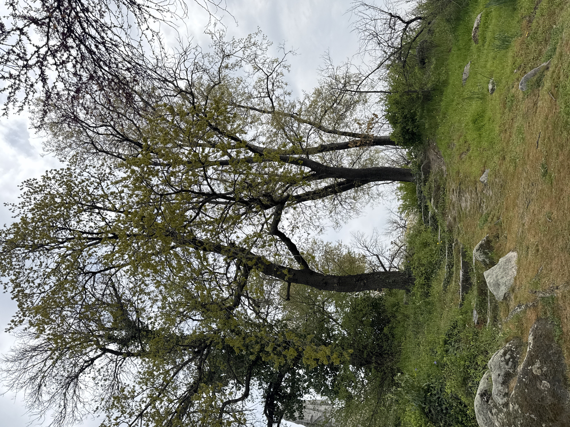 The image depicts a park scene in Plovdiv, Bulgaria, characterized by a walking path traversing a grassy, slightly elevated area. The path is constructed with stone steps. Two mature trees dominate the center of the frame, their branches extending towards the cloudy sky. One tree is relatively bare, while the other has newly emerged green leaves. To the left, there's a darker, denser cluster of branches, possibly from another tree. The overall impression is that of a natural, possibly historic, landscape within an urban environment.