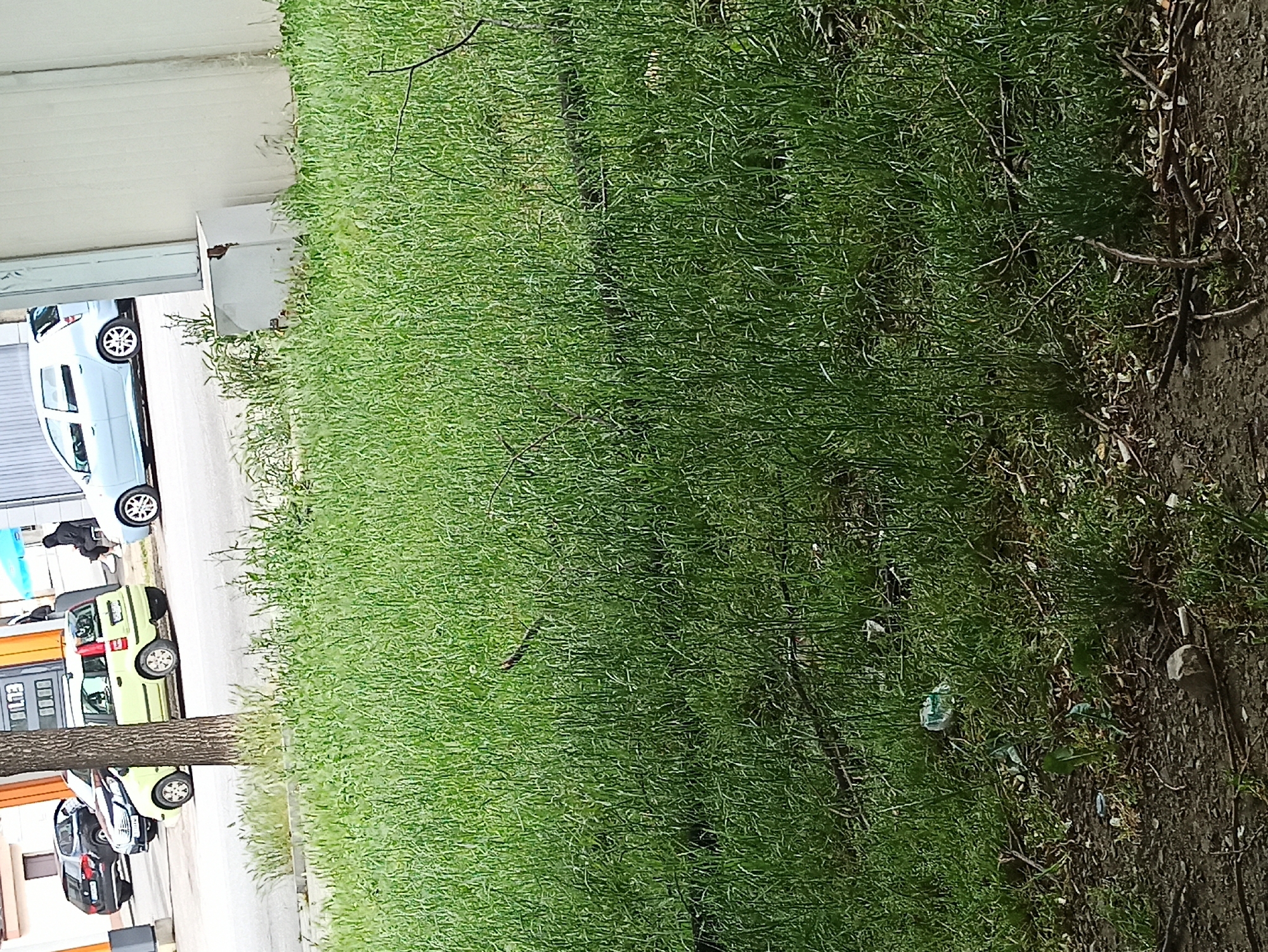 The image depicts a roadside scene in an urban setting. On the left, a row of parked cars is visible, including a light blue vehicle, a green compact car, and darker-colored sedans. A tree trunk is partially visible in the foreground. The right side of the image is dominated by tall, unkempt grass along a dirt path, which seems to border the road. There is some trash scattered in the grass near the dirt path. The overall impression is of an unmaintained area bordering a residential or commercial street. The specific city and location within the city are unknown based on the image alone.
