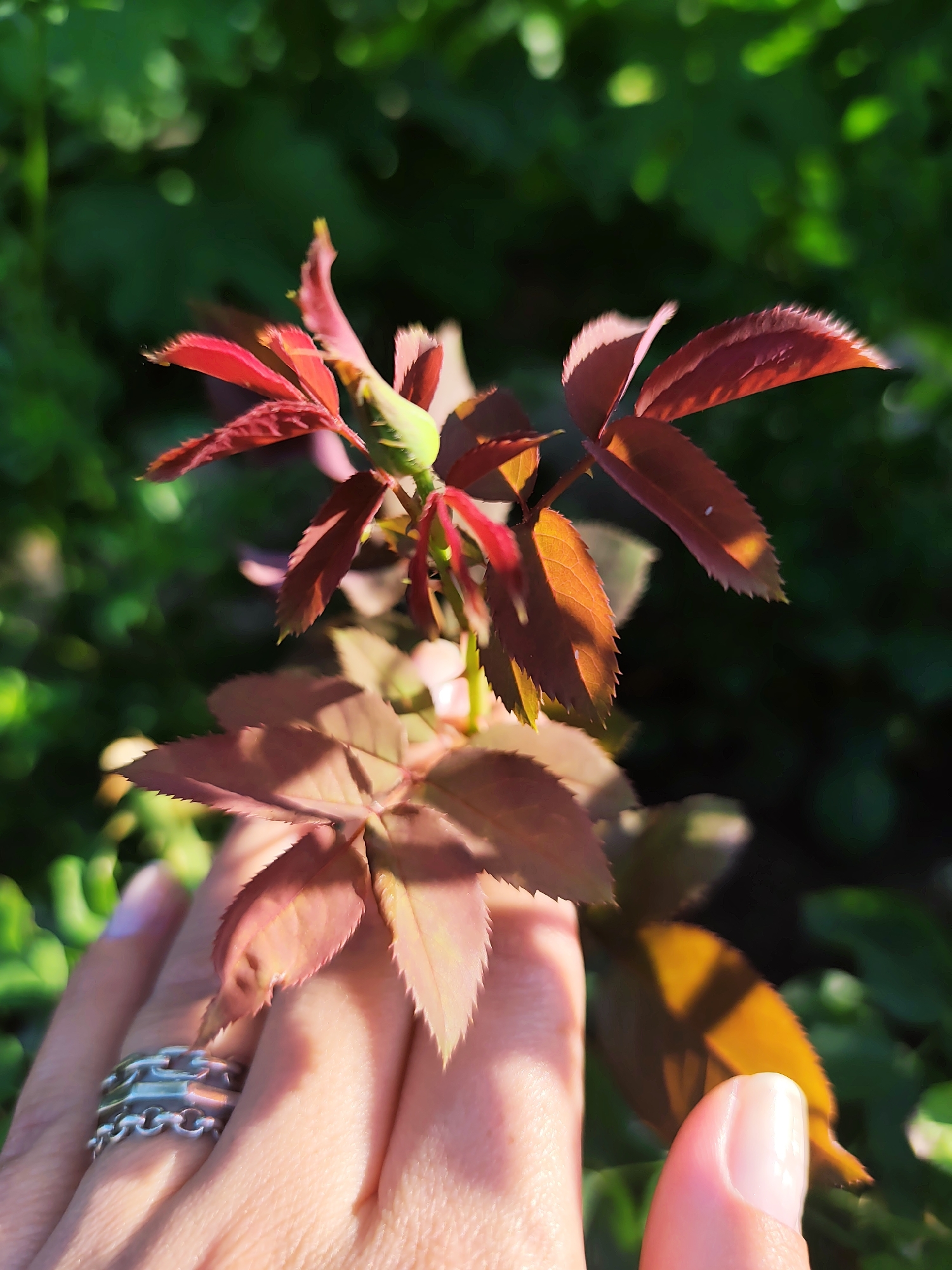 A close-up, eye-level shot focuses on a hand gently touching a young rose plant's developing leaves. The leaves are a vibrant mix of deep red and bronze, with serrated edges catching the sunlight. The plant's stem is a light green, tipped with a small bud. The background is a blur of deep green foliage, suggesting an outdoor setting, likely a garden. The hand, belonging to an unseen individual, is lightly tanned and adorned with a silver ring featuring an interlocking chain design. A fingernail, with a faint hint of pale purple polish, is visible on the thumb. The lighting suggests it is either early morning or late afternoon, casting warm highlights and soft shadows. The specific location in Durlești, Moldova, cannot be determined from the visual information presented in the image.