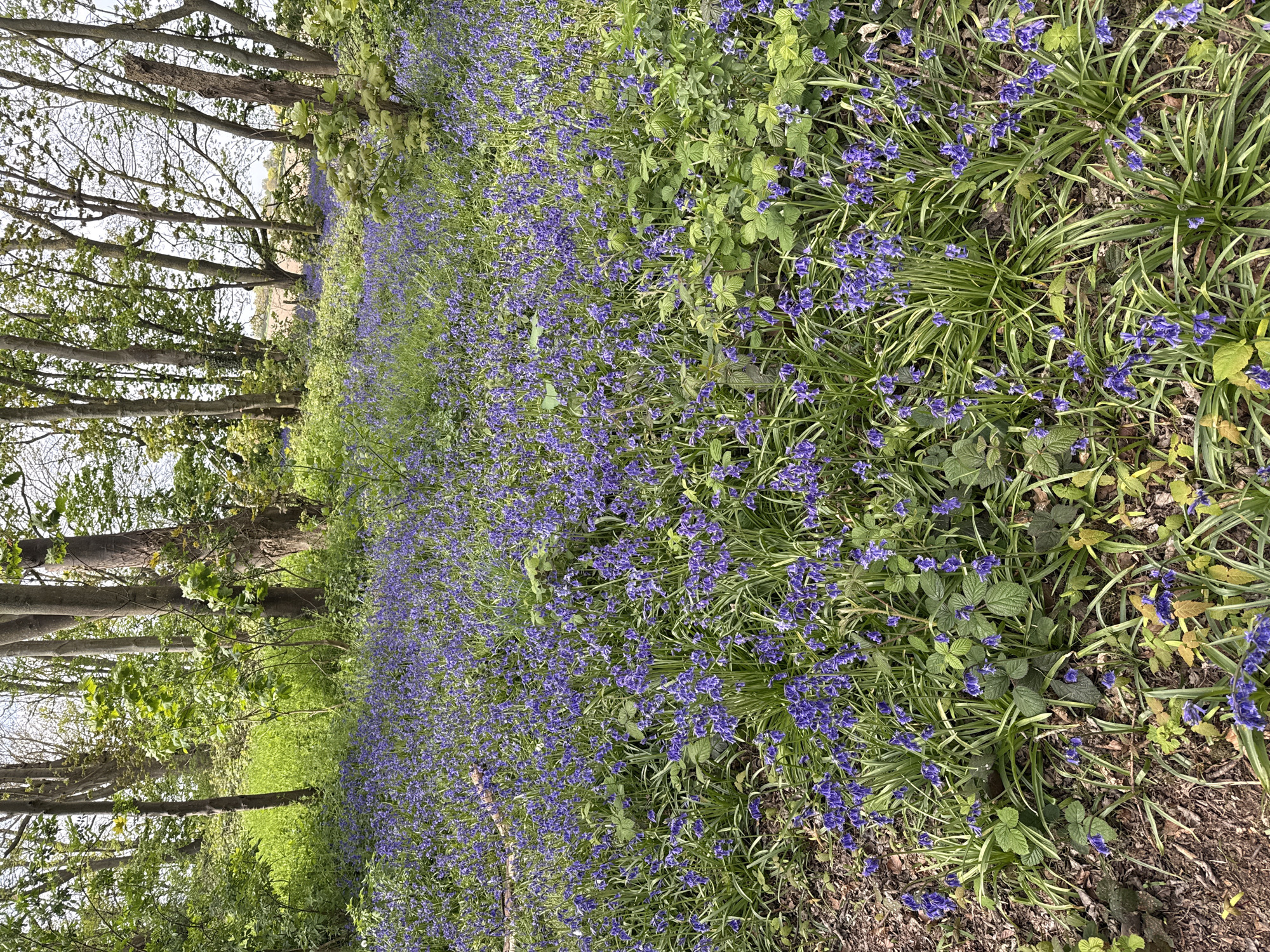 The image depicts a scene within the woods in Gorleston-on-Sea, United Kingdom. A dense carpet of bluebells stretches across the woodland floor, interspersed with patches of green foliage and grass. The trees line the left side of the image, their trunks and branches framing the scene. In the background, the trees thin out, revealing a glimpse of a field. The sky is slightly visible through the tree canopy. The image has a slightly tilted perspective, giving the impression of an elevated viewpoint.