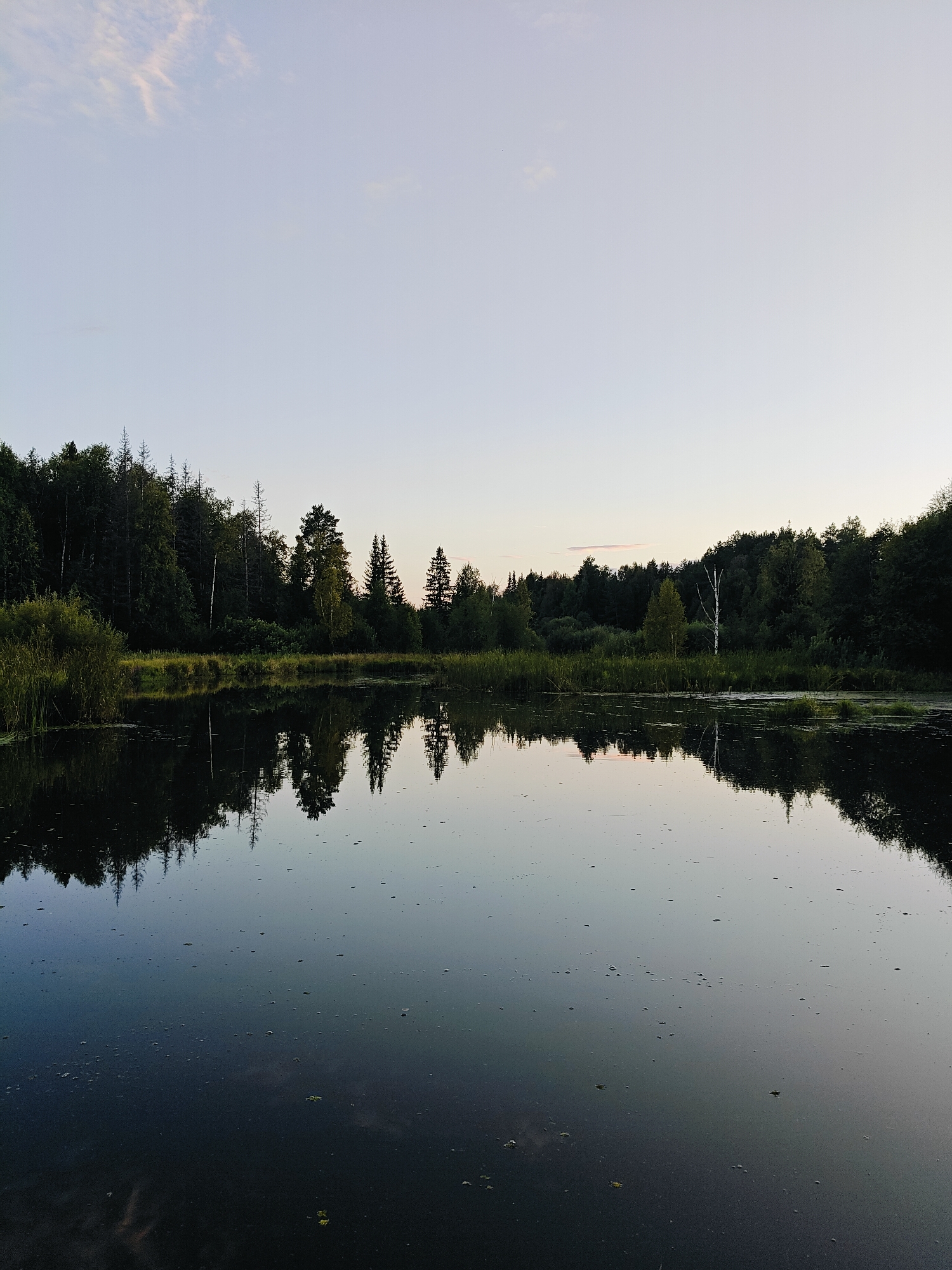 The image depicts a serene natural landscape at dusk, likely in or near Chaikovsky, Russia. A calm body of water, possibly a lake or pond, occupies the foreground and middle ground, reflecting the surrounding environment. The surface of the water is dark, with small patches of vegetation and ripples visible.
The background features a dense forest composed of various trees, including evergreens and deciduous trees. The trees create a dark silhouette against the twilight sky. The sky itself is a pale blue, with faint wispy clouds and hints of pink from the setting sun. There are no people or man-made structures immediately apparent in the scene, emphasizing the natural and tranquil atmosphere. The overall impression is one of peaceful solitude.