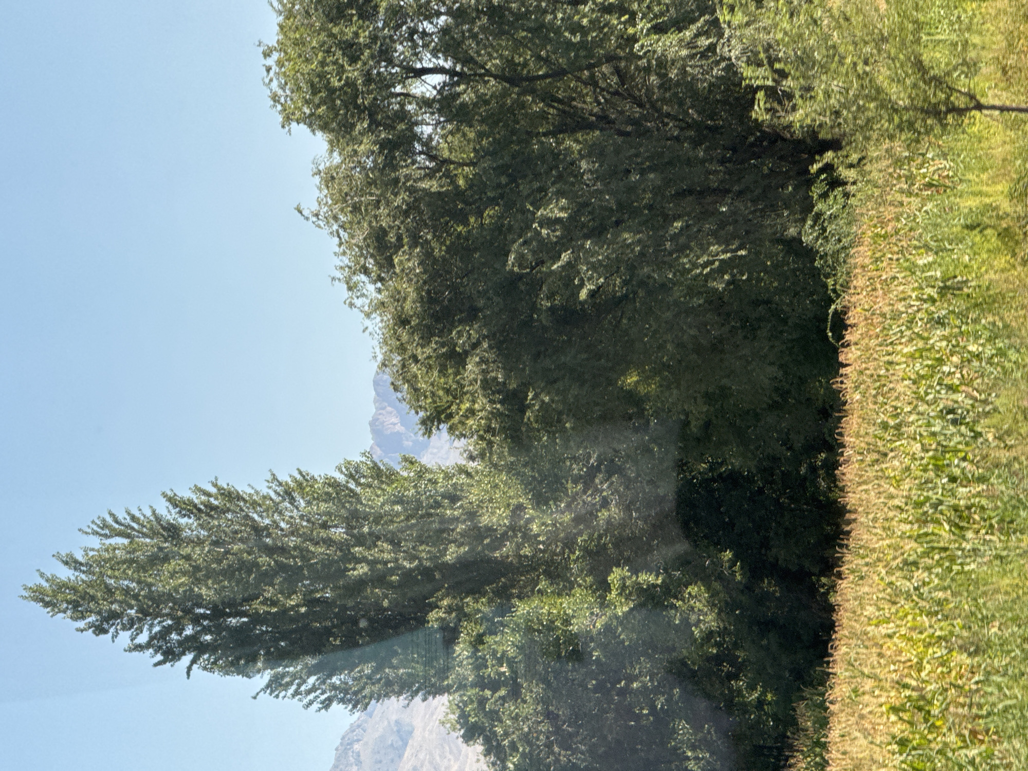 The image depicts a rural landscape with a prominent tall, slender tree in the left foreground, its dense green foliage reaching towards a clear, pale blue sky. To the right of this tree, a dense mass of mature trees with full, leafy canopies forms a significant portion of the middle ground, creating a shaded backdrop. In the lower part of the frame, a field of corn, with stalks showing signs of maturity in shades of green and yellow, stretches across the landscape. In the background, hazy, rugged mountain ranges are visible under the bright sky. The scene suggests a sunny day in a countryside setting, likely near Orlovka, Kyrgyzstan, given the context. There are no people or discernible actions captured in the image.