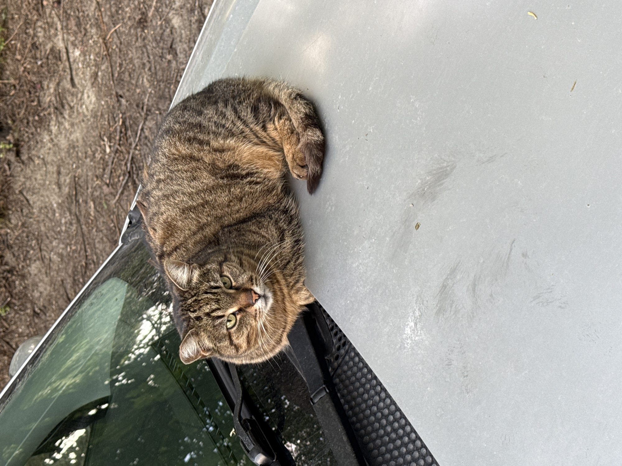 A tabby cat is lying on the hood of a car. The car is parked outdoors, possibly in a residential area. The cat is curled up and looking at the camera. The windshield and wipers of the car are visible, as is some foliage reflected in the windshield. The ground nearby is covered in dirt and debris. There is no indication of the location being Plovdiv, Bulgaria.