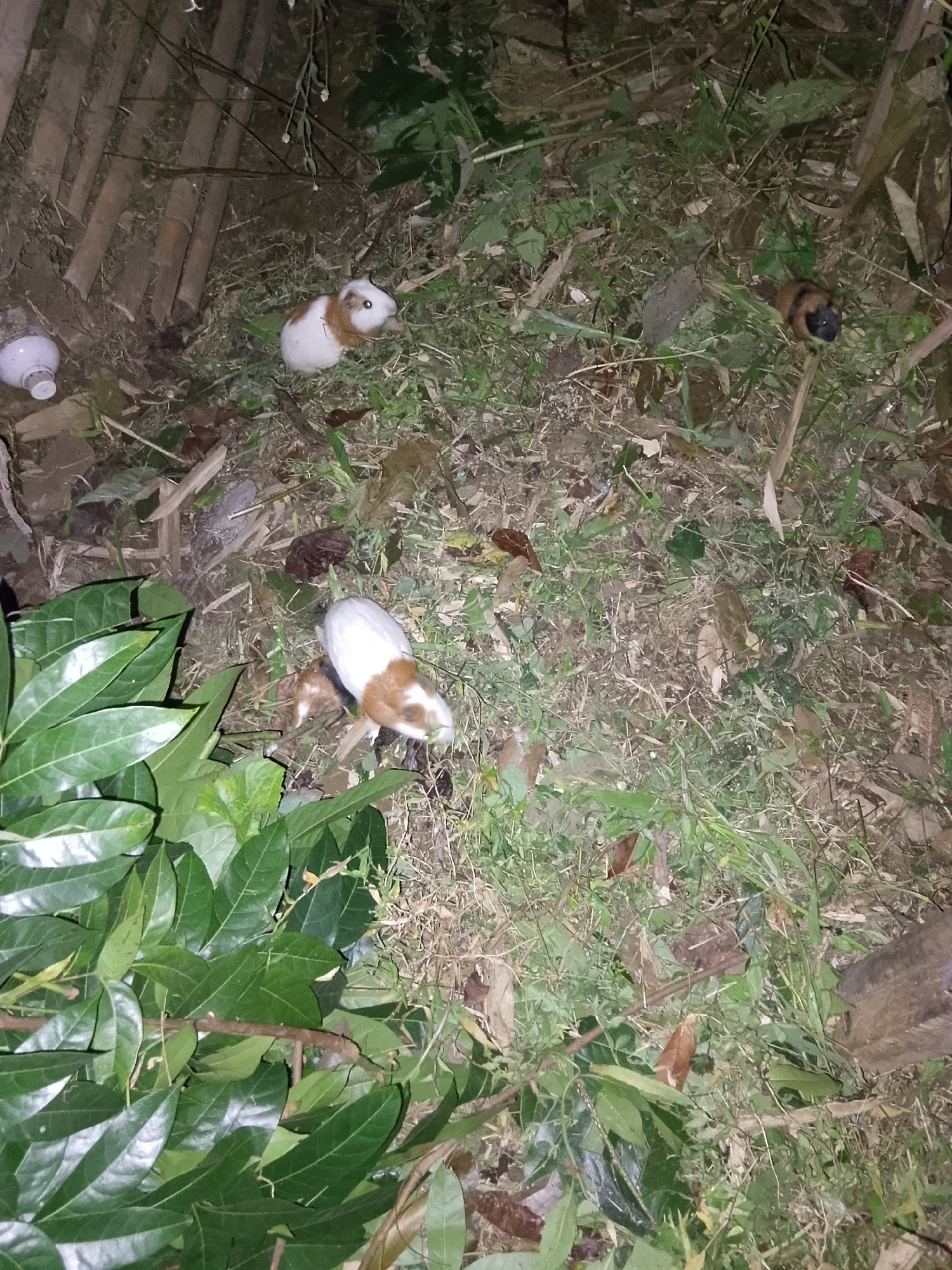 The image depicts an outdoor scene in Betonan, Indonesia, characterized by dense foliage and natural debris. In the foreground, lush green leaves dominate the lower left quadrant. The ground is covered with dry grass, twigs, and fallen leaves, suggesting an unkempt or natural environment.
Several guinea pigs are visible throughout the scene. In the upper left, a white and brown guinea pig is positioned near some bamboo-like structures and a white bottle cap. Further to the right and slightly higher, a darker-colored guinea pig with brown and black markings is present amongst the vegetation. In the middle of the image, another white and brown guinea pig is visible, possibly interacting with a smaller, lighter-colored guinea pig. Another guinea pig, predominantly white with some brown markings on its head and back, is situated in the upper left portion of the frame.