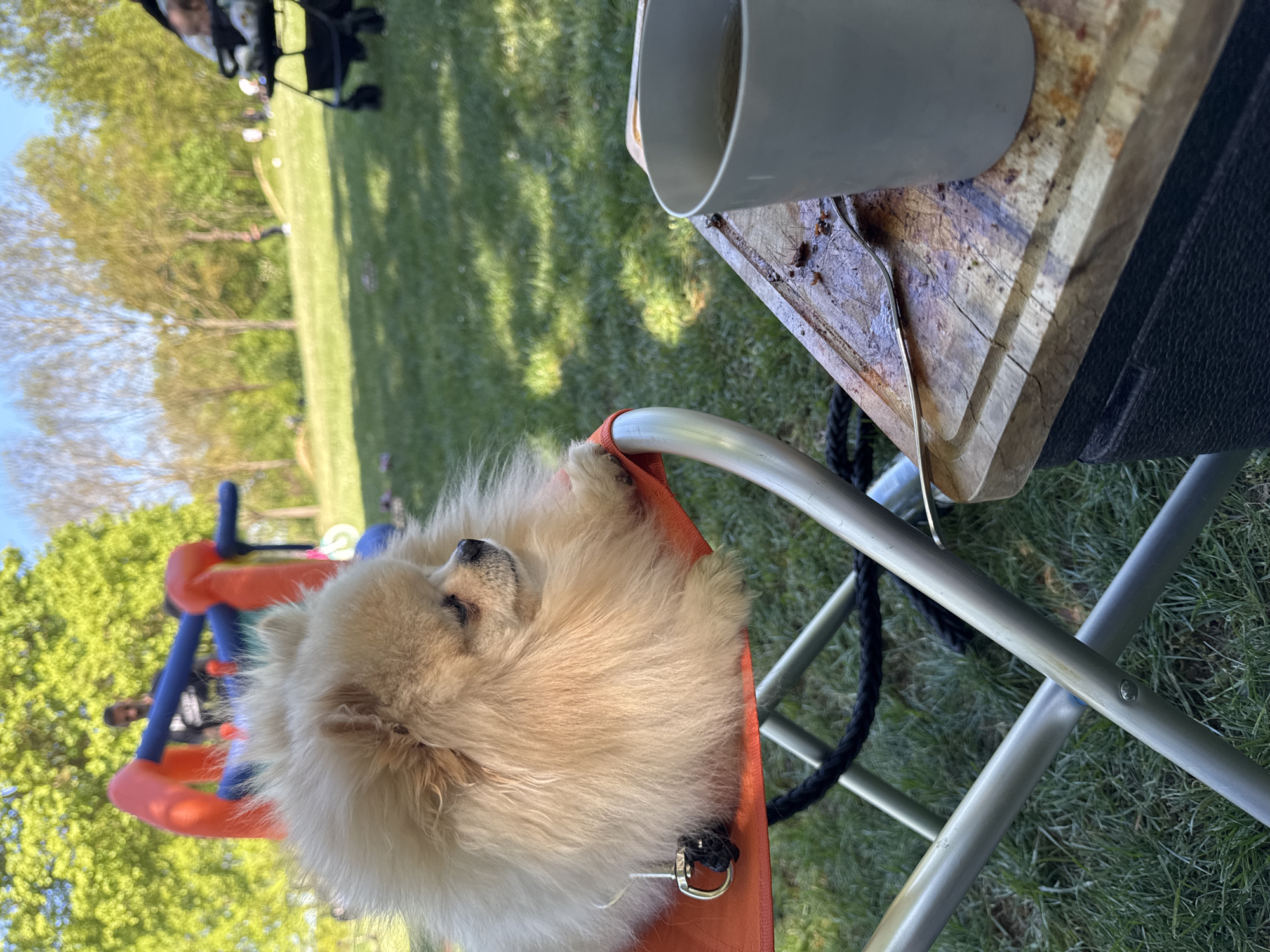 A small, fluffy Pomeranian dog, light cream or tan in color, is the central subject of the image. The dog is curled up and appears to be asleep or resting peacefully, nestled in an orange fabric seat. This seat is part of a silver-colored, lightweight folding chair with metal frames.
To the right of the dog and chair, a wooden cutting board is visible, on which rests a grey or white mug and a metal fork. A black braided rope or strap can be seen near the chair's legs.
The setting is an outdoor, grassy area, likely a park or a garden, under a bright, clear blue sky. In the background, several trees with abundant green foliage suggest a spring or summer day. Blurred figures of people are visible in the far background, indicating an outdoor gathering or leisure activity. A blue and orange playground structure, possibly a swing set or climbing frame, is also discernible behind the dog.
The scene suggests a relaxed and pleasant outdoor event, perhaps a picnic or a day at the park in Ditzingen, Germany. The bright natural light and visible shadows indicate it is daytime, likely late morning or afternoon. The overall mood is calm, with the dog appearing comfortable and content. No discernible text is visible in the image.