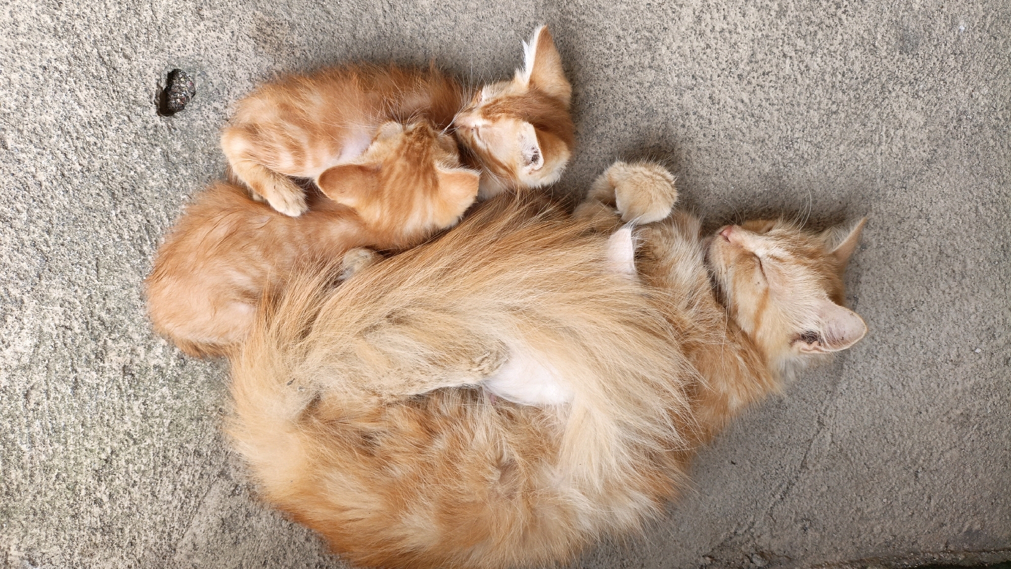 A fluffy, ginger cat sleeps on its back on a grey, textured concrete surface. Two smaller ginger kittens are nestled close to the larger cat. One kitten is asleep, curled against the adult cat's chest, while the other kitten appears to be feeding or grooming. The concrete surface has a rough texture and a small, dark object is visible in the upper left corner of the image, possibly a piece of debris. The scene appears to be outdoors in a rustic environment.