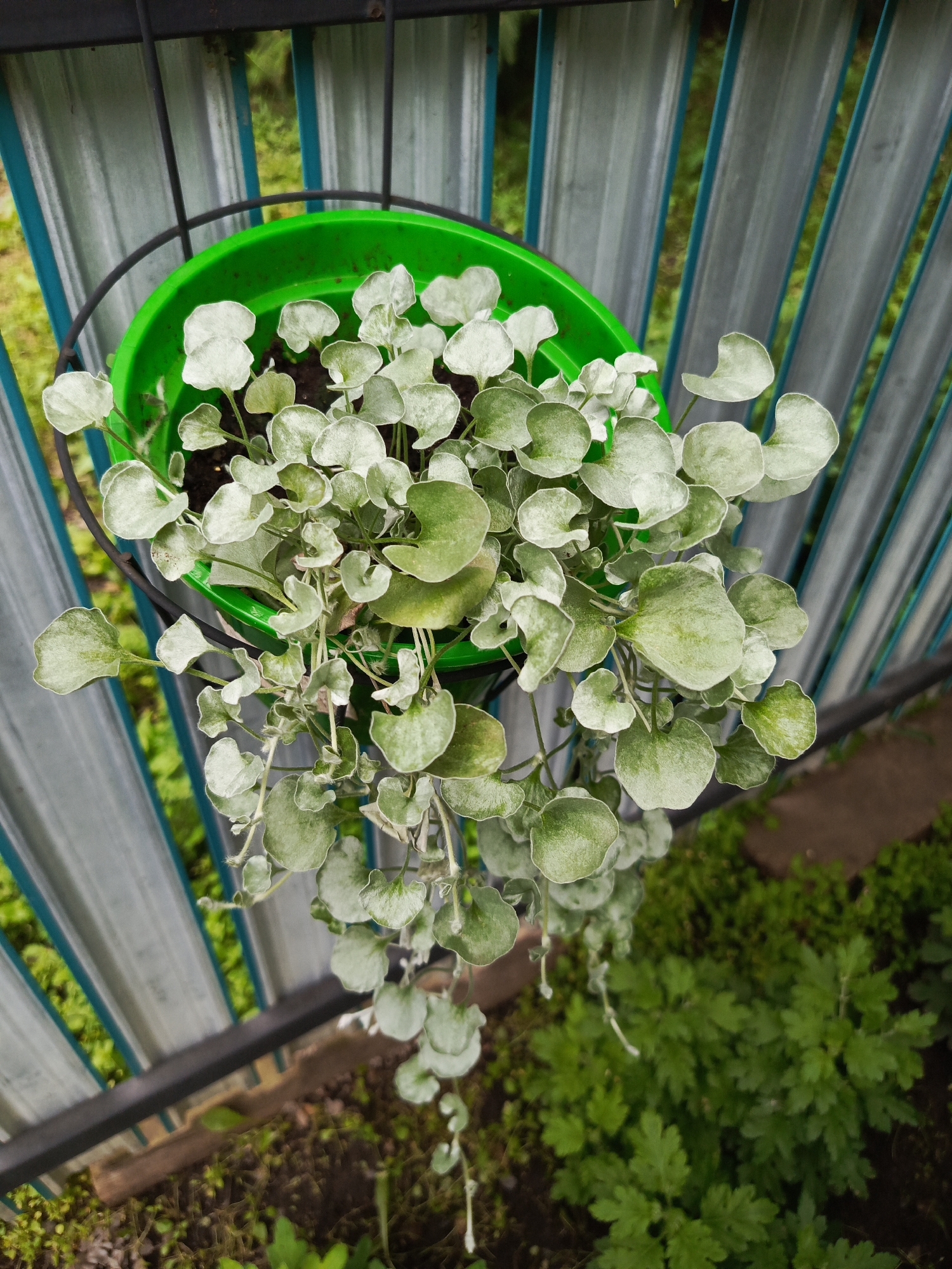 In Saraktash, Russia, a green plastic pot hangs from a black metal holder against a backdrop of corrugated metal fencing. The pot is filled with a trailing plant characterized by numerous small, silvery-green, heart-shaped leaves. The plant cascades downwards, with some leaves showing a powdery or fuzzy texture. The fencing behind the pot is silver with teal-colored trim and is partially obscured by lush green foliage. The ground below the pot is dark soil with some sparse green ground cover. The scene appears to be outdoors, possibly in a garden or yard, given the presence of plants and the fencing.