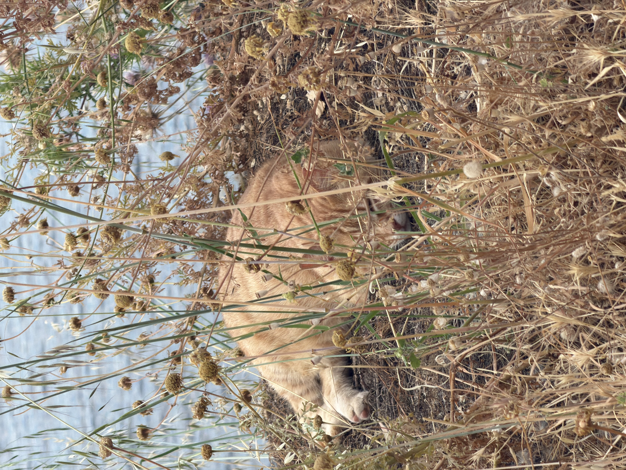A partially visible, light orange-colored cat lies among dried grasses and plants. The vegetation occupies most of the frame and obscures the cat. Blue water is visible in the background on the left. The location appears to be in a natural environment, likely Hydra, Greece.