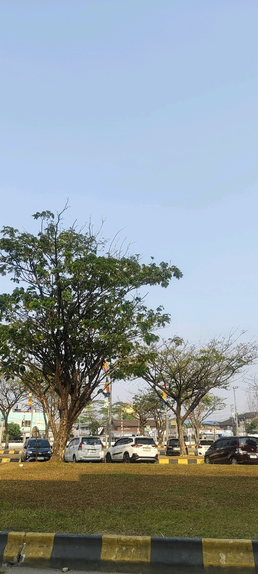 The image depicts a street scene in Banjarmasin, Indonesia, featuring a row of parked cars on a grassy median strip lined with a yellow and black striped concrete barrier. Behind the cars, several trees are visible, with a large, leafy tree dominating the left side of the frame and a more sparsely leaved tree to its right. In the background, buildings and structures, including what appears to be a domed building, are discernible, suggesting an urban or suburban setting. The sky is clear and a light blue, indicating daylight, possibly late afternoon given the lighting. There are no people visible in the image, and the cars are stationary. The overall impression is one of a quiet, ordinary day in a city.
