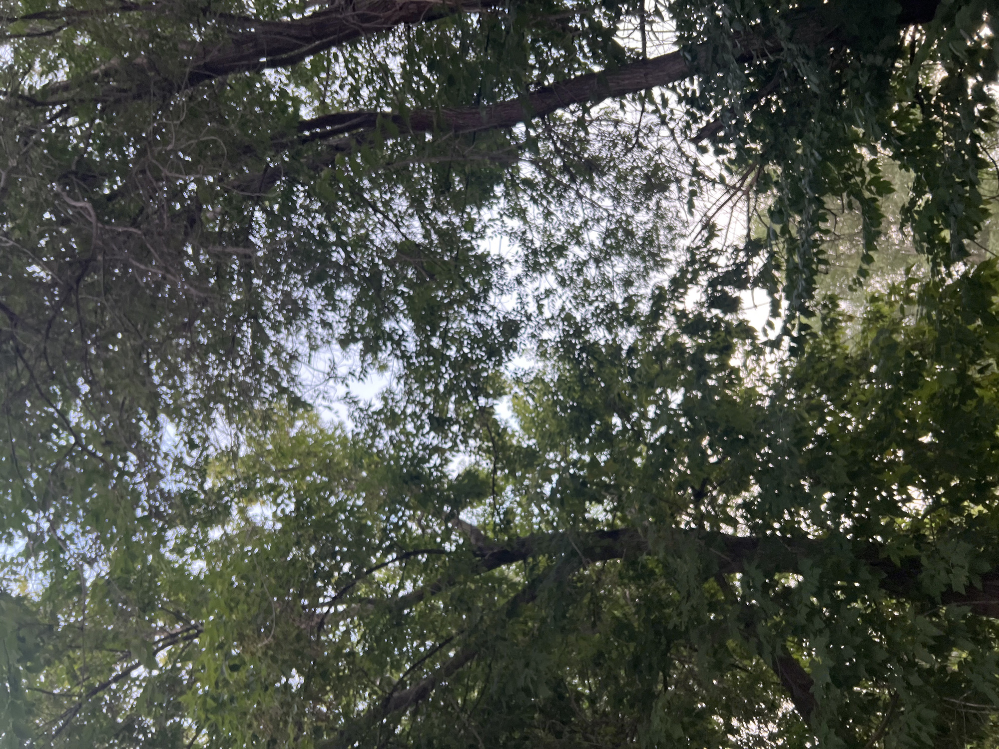 The image shows a view looking up through a canopy of green trees, with patches of sky visible between the leaves. The trees are lush and leafy, with branches intermingling. The lighting suggests it is daytime, possibly late afternoon or early morning, as the sky is bright but not harsh. There are no people or man-made objects visible in the frame. The scene depicts a natural, outdoor environment within a wooded area.