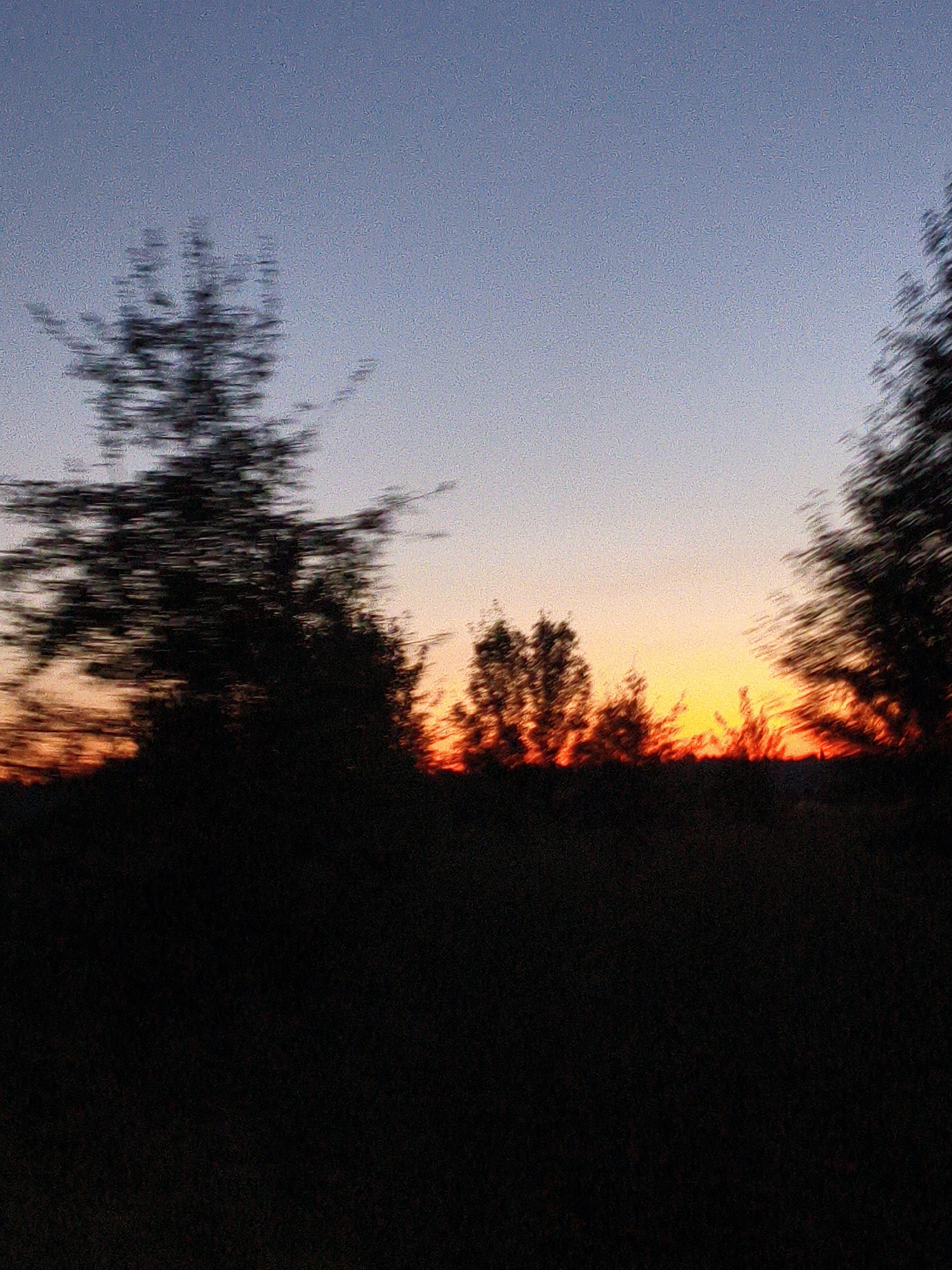 The image captures a blurred scene of trees silhouetted against a vibrant sunset sky. The sky transitions from a pale blue at the top to hues of orange and yellow near the horizon, indicating the sun is low or setting. The trees in the foreground are dark and indistinct due to motion blur, suggesting the photo was taken from a moving vehicle. The overall impression is one of a fast-moving landscape during twilight. The location is unknown.