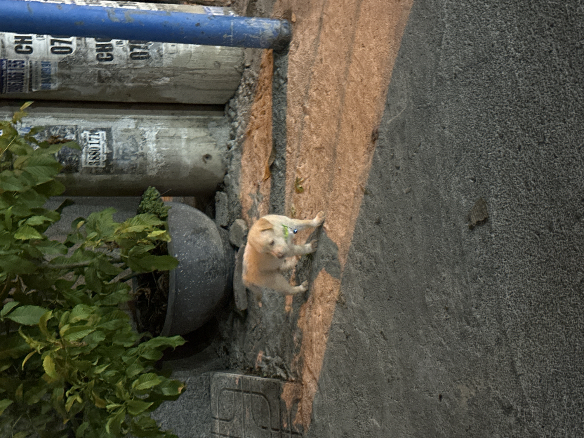 A dog rests near a potted plant and concrete pillars. This appears to be outside in a partially shaded area of Bac Nha Trang Ward, Vietnam. The dog is light-colored. The concrete pillars are stacked horizontally and have faded posters on them. A blue bar rests on top of the concrete pillars. The potted plant has large green leaves. The ground is a mix of asphalt and concrete.