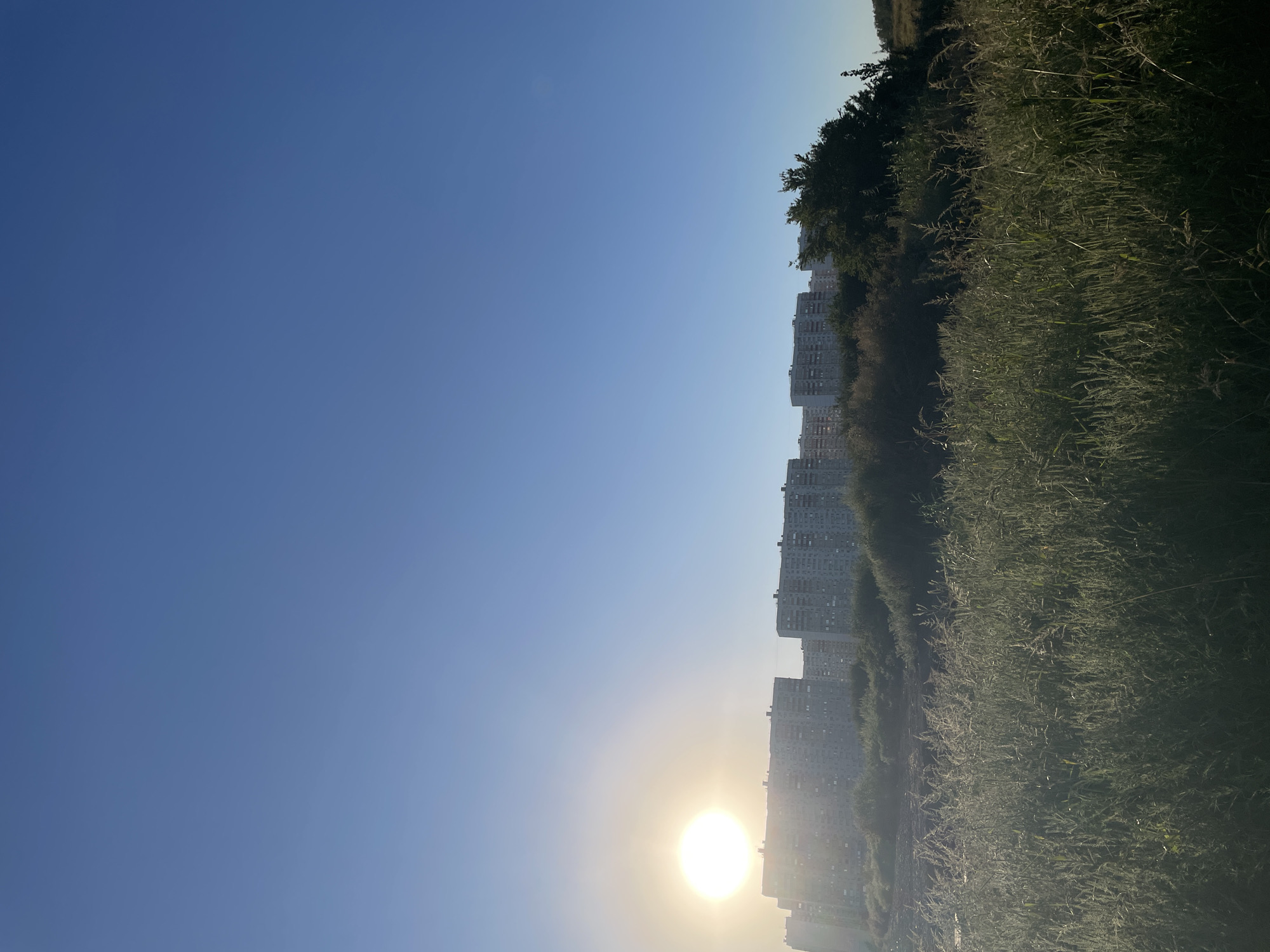 A vertical shot captures a sunlit scene in Rostov-on-Don, Russia. The sky is a clear, bright blue. On the left, the sun shines brightly, almost blindingly, creating a lens flare. Below the sun, a line of tall, grey apartment buildings stretches across the frame, their facades filled with windows. In front of the buildings, there is a dark, shadowy area that appears to be covered in dense vegetation. The foreground is dominated by a field of tall, green grass, catching the sunlight and appearing somewhat hazy. To the right of the apartment buildings, a dark green, leafy tree stands out against the sky. Further to the right, more vegetation and trees are visible, with a hint of a field extending into the distance. The overall impression is of a bright, sunny day in a residential area bordering a natural landscape.