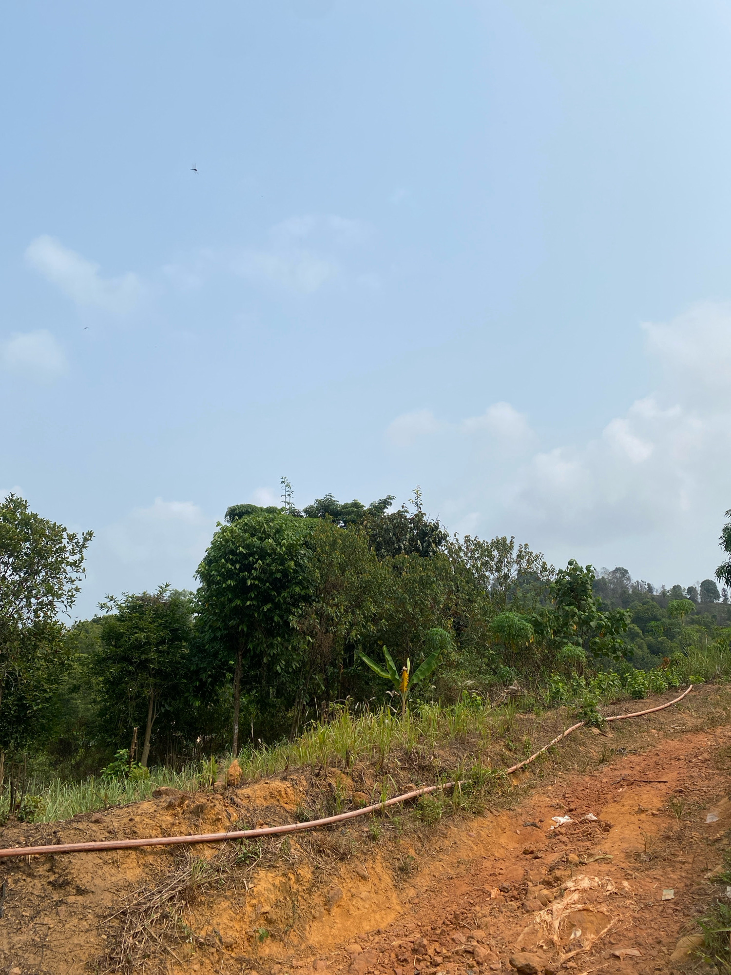A wide shot captures a rural landscape under a partly cloudy sky. The foreground is dominated by a reddish-brown dirt path winding uphill, strewn with rocks and some scattered white debris. A pinkish irrigation hose runs along the path and up the embankment. The middle ground features a verdant hillside covered in dense green foliage, with a variety of trees and plants. Some of these trees are tall and leafy, while others are smaller and bushy. In the distance, a hazy, green hillside rises, sparsely populated with trees. High in the pale blue sky, a tiny, dark silhouette resembling a bird or insect is visible, along with a few wispy clouds. The overall impression is one of a natural, undeveloped area.