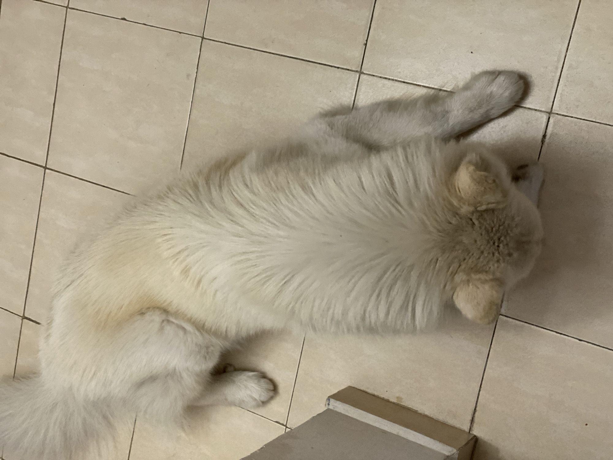 The image presents an overhead view of a large, long-haired canid with predominantly white to cream-colored fur, lying prone on a light beige tiled floor in Macho Muerto, Venezuela. Its head is positioned downwards, towards the bottom center of the frame, largely obscured by its thick fur, suggesting it is looking at or sniffing the floor surface. A prominent area of light brown discoloration is visible on the animal's mid-dorsal fur, on its left side. Its fluffy tail extends towards the upper left, and its forepaws are tucked beneath its body, with one hind leg extended to the lower right. The floor consists of square, light-toned ceramic tiles with dark gray grout lines, showing minimal debris. A light-colored architectural element, possibly a door jamb or wall base, is present along the far-left edge of the frame.