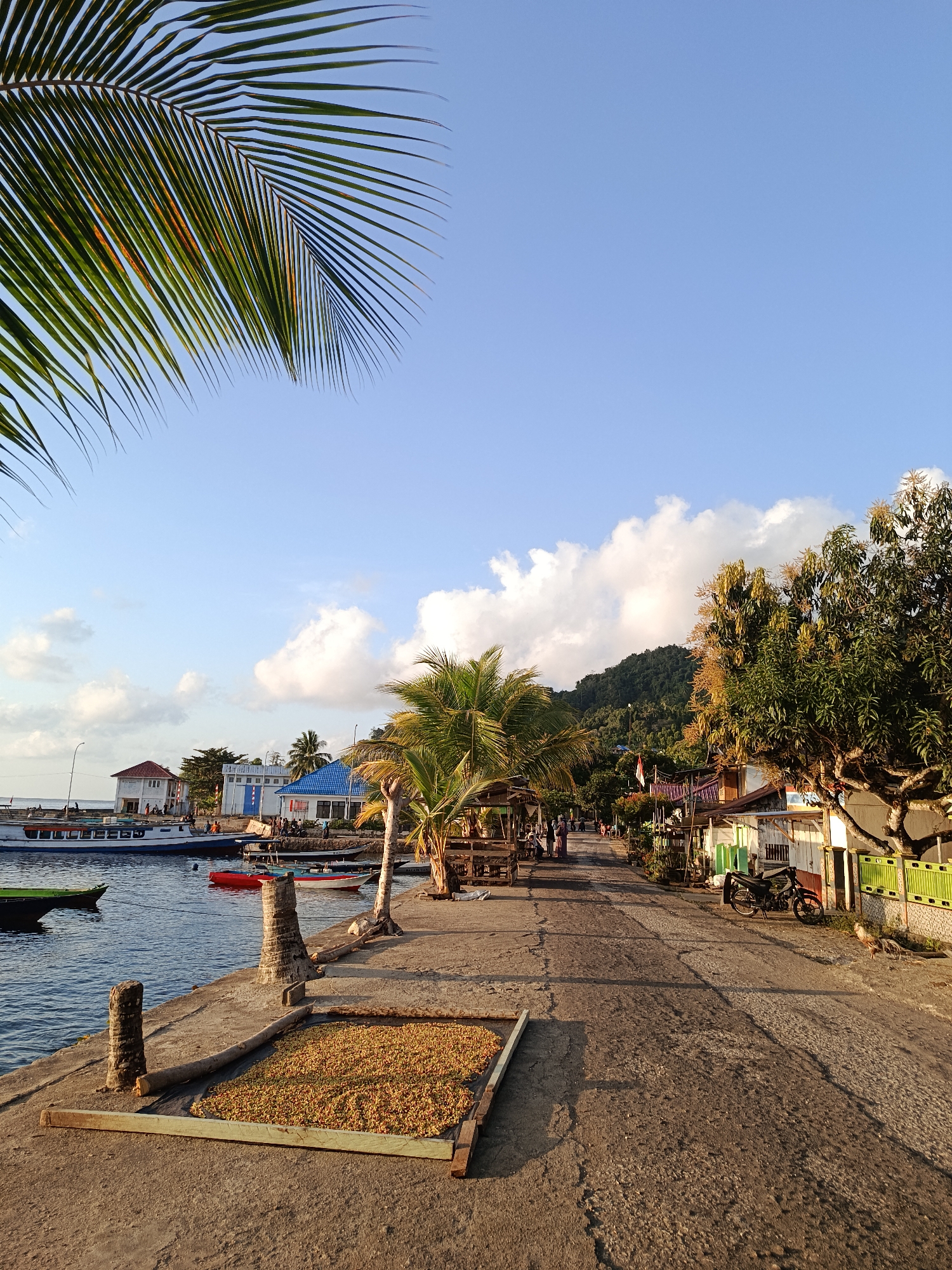 This image captures a coastal street scene in Mansalean, Indonesia. In the foreground, a concrete pier runs along the water, with a drying rack filled with what appears to be coffee beans or seeds laid out on the ground. Two weathered, wooden posts, possibly remnants of older structures, stand on the pier. The water is calm, reflecting the sky and surrounding elements. Several boats, including a larger passenger ferry and smaller fishing boats, are docked or moored.
The street itself is paved with asphalt, showing signs of wear and tear. Along the street, there are buildings with various architectural styles, suggesting a mix of residential and commercial properties. Some buildings have colorful roofs, and others appear to be simple wooden structures. People are visible walking along the street and gathered near some of the buildings. Lush green trees, including palm trees and a large tree with flowering branches, are interspersed among the buildings, indicating a tropical environment. In the background, a forested hillside rises, covered in dense vegetation. The sky is a clear blue with scattered white clouds, and the warm light suggests it is either early morning or late afternoon. A motorcycle is parked on the side of the road, and a chicken is visible foraging near the roadside. The overall impression is a snapshot of daily life in a coastal community in Indonesia.