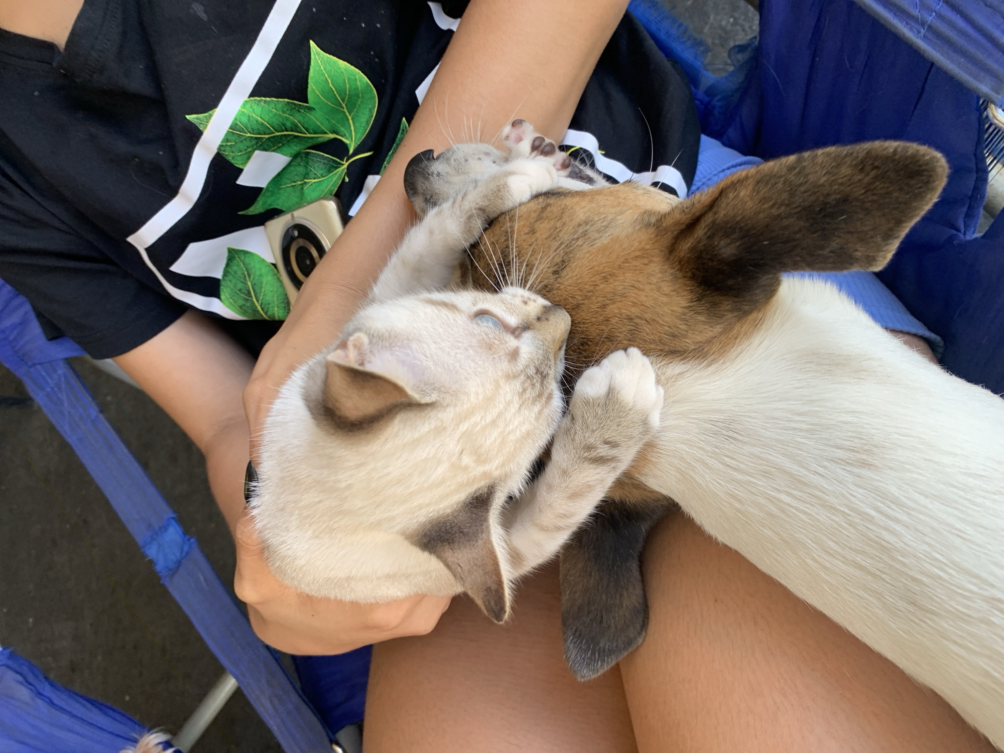 In Santa Ana, Venezuela, a close-up, eye-level shot shows a person's lap, covered by a blue fabric chair and a person's legs and torso. A tan and white dog with brown markings is partially visible, with its head tilted back. A light tan kitten, with blue eyes and darker points on its ears and face, is nuzzling into the dog's neck. The kitten's front paws are resting on the dog's head and neck. The person is wearing a black t-shirt with a white and green leaf design. A gold-colored mobile phone is visible tucked into the person's shirt. The background is dark and out of focus.