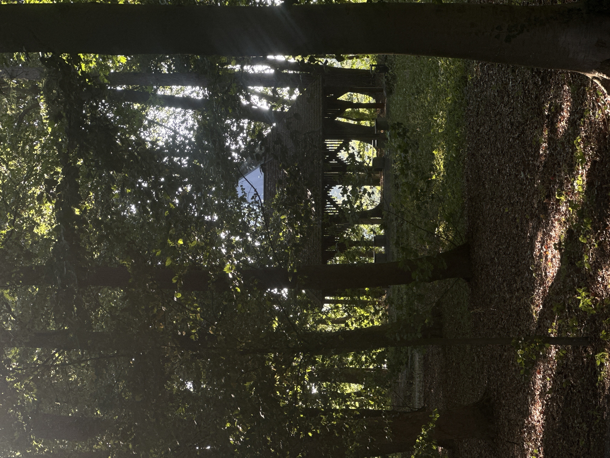This image depicts a sun-dappled forest scene, possibly in the city of Günzburg, Germany, featuring a wooden gazebo or pavilion nestled among mature trees. The gazebo, with its open, slatted sides and a dark, textured roof, is partially obscured by the dense foliage. A bright, possibly reflective material is visible on the peak of the gazebo's roof. Sunlight filters through the canopy, creating streaks of light and shadow on the forest floor, which is carpeted with fallen leaves and scattered vegetation. Several tree trunks, varying in thickness and texture, frame the scene, with the sun's rays strongly illuminating the leaves and branches in the background. There are no people or animals visible in the image, and no discernible actions or interactions are taking place. The environment suggests a natural, somewhat secluded outdoor setting.