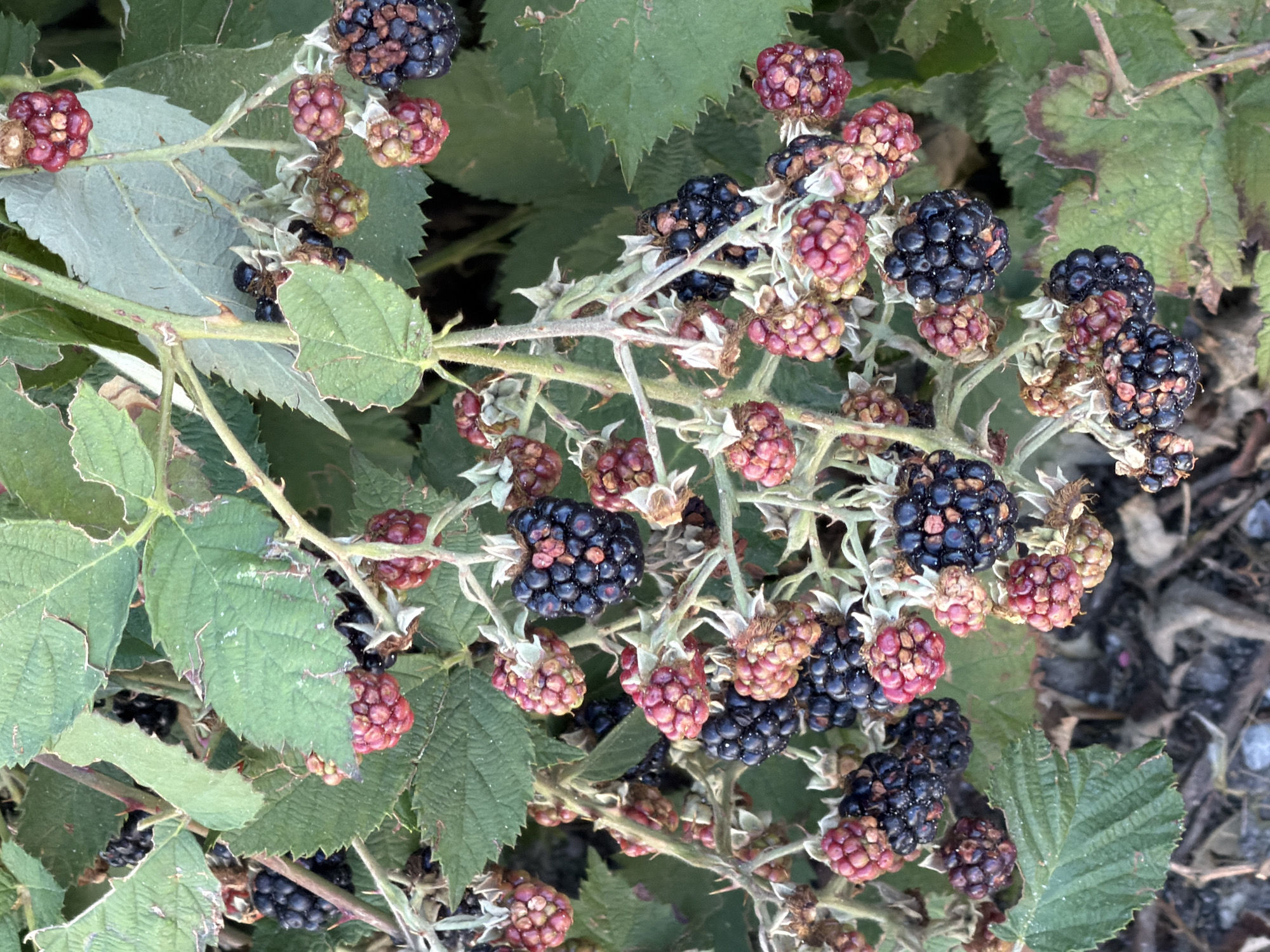 This image displays a close-up view of a blackberry bush laden with ripe and unripe berries, interspersed with green leaves. The berries exhibit a range of colors from deep black to pink and red, indicating varying stages of ripeness. Some berries are plump and fully formed, while others are still small and underdeveloped. The leaves are textured and slightly serrated along the edges, with some showing signs of minor damage or discoloration. Thorny stems are visible, characteristic of a blackberry plant. The background consists of more foliage and a dimly lit ground area with what appears to be dry leaves and twigs. This scene depicts a natural element, likely in an outdoor setting. There is no indication of any specific location within the city of Plovdiv, Bulgaria, or any people, actions, or interactions.