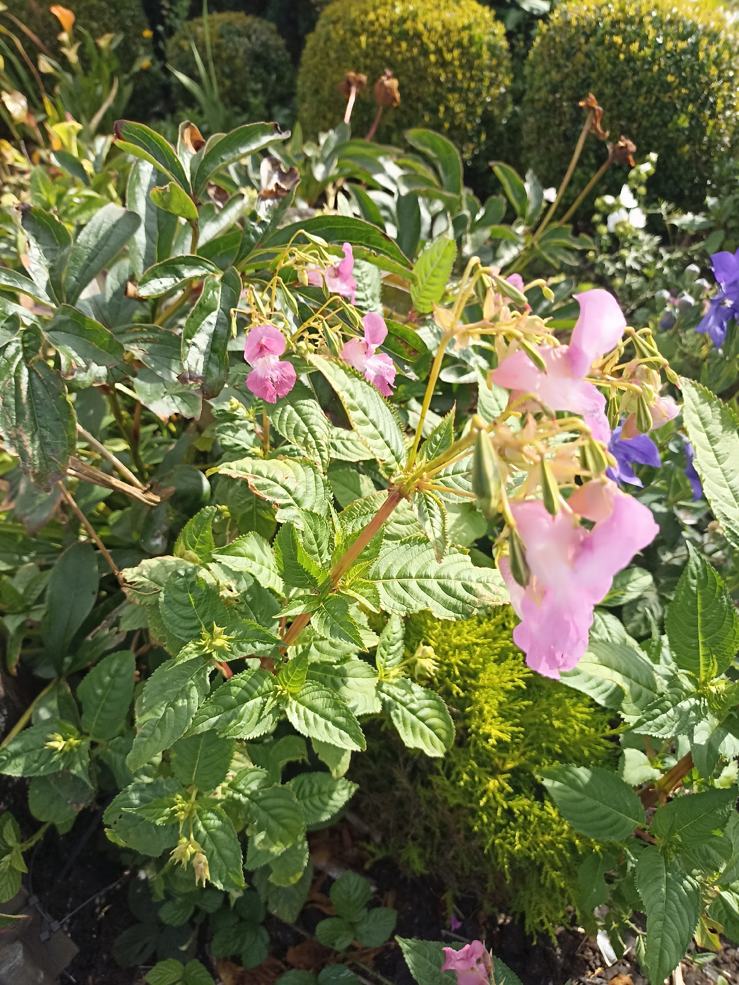 The image shows a close-up view of a garden in Annagry, Ireland, focusing on a cluster of pale pink Impatiens flowers. The flowers have a distinctive slipper-like shape with delicate, elongated petals. They are surrounded by lush green foliage with serrated leaf edges. In the background, out-of-focus, are other garden elements including tightly pruned green shrubs, hints of other flowers, and what appears to be a dry, brown stalk of a dead plant. The lighting suggests it is daytime, possibly late morning or early afternoon, with sunlight casting shadows and highlighting the textures of the leaves and petals. There are no people or animals visible in the image. The overall impression is a serene and vibrant garden scene.
