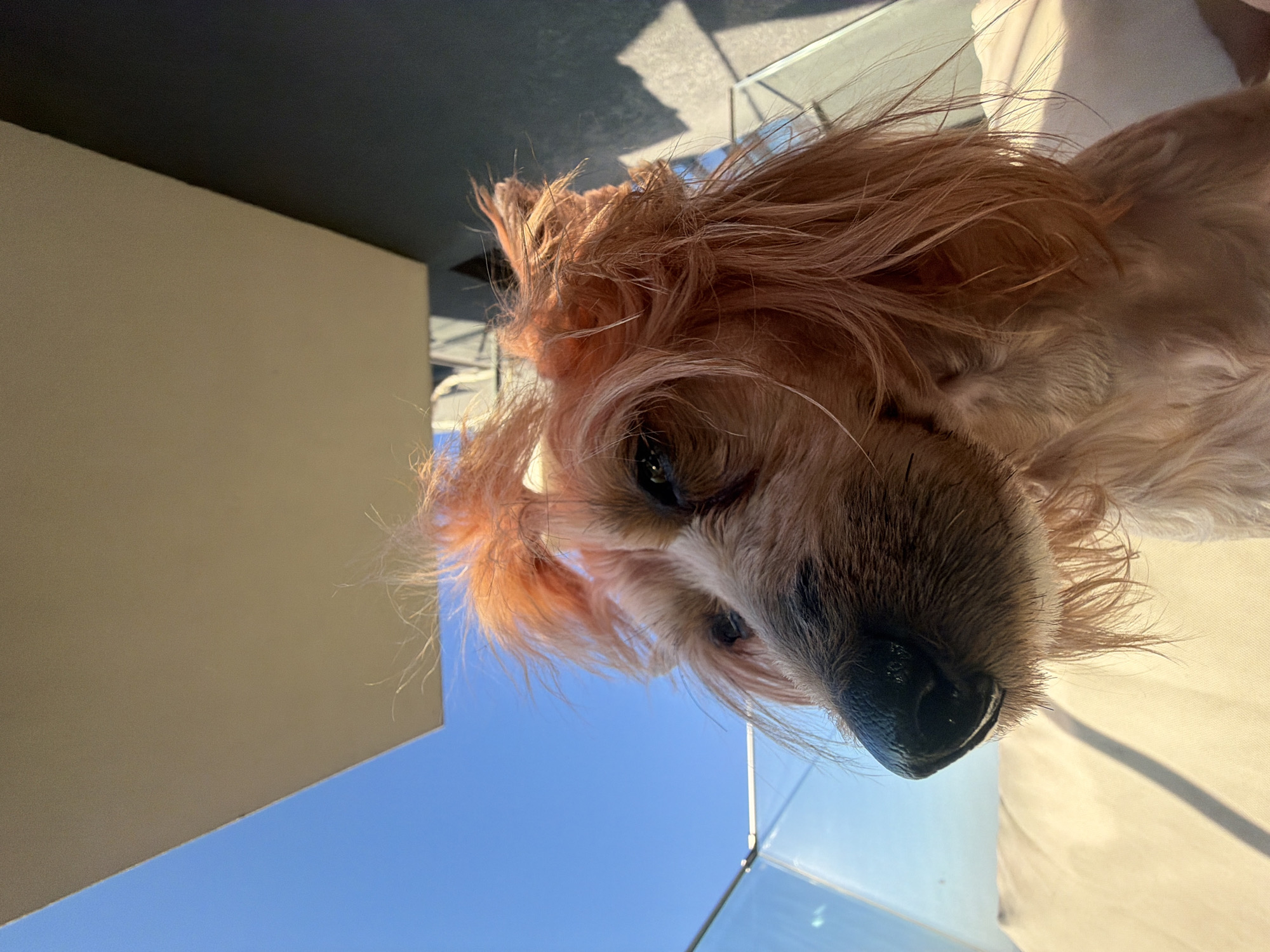 A close-up, low-angle shot of a golden cocker spaniel dog. The dog's face is the main subject, with its black nose prominently featured. Behind the dog are architectural elements: a cream-colored wall and a blue sky, suggesting the image was taken outdoors. Based on the architecture, it is difficult to determine the exact location in Burgas, Bulgaria, without additional visual cues or context. The image captures the dog from a perspective that highlights its features against a clear outdoor setting.