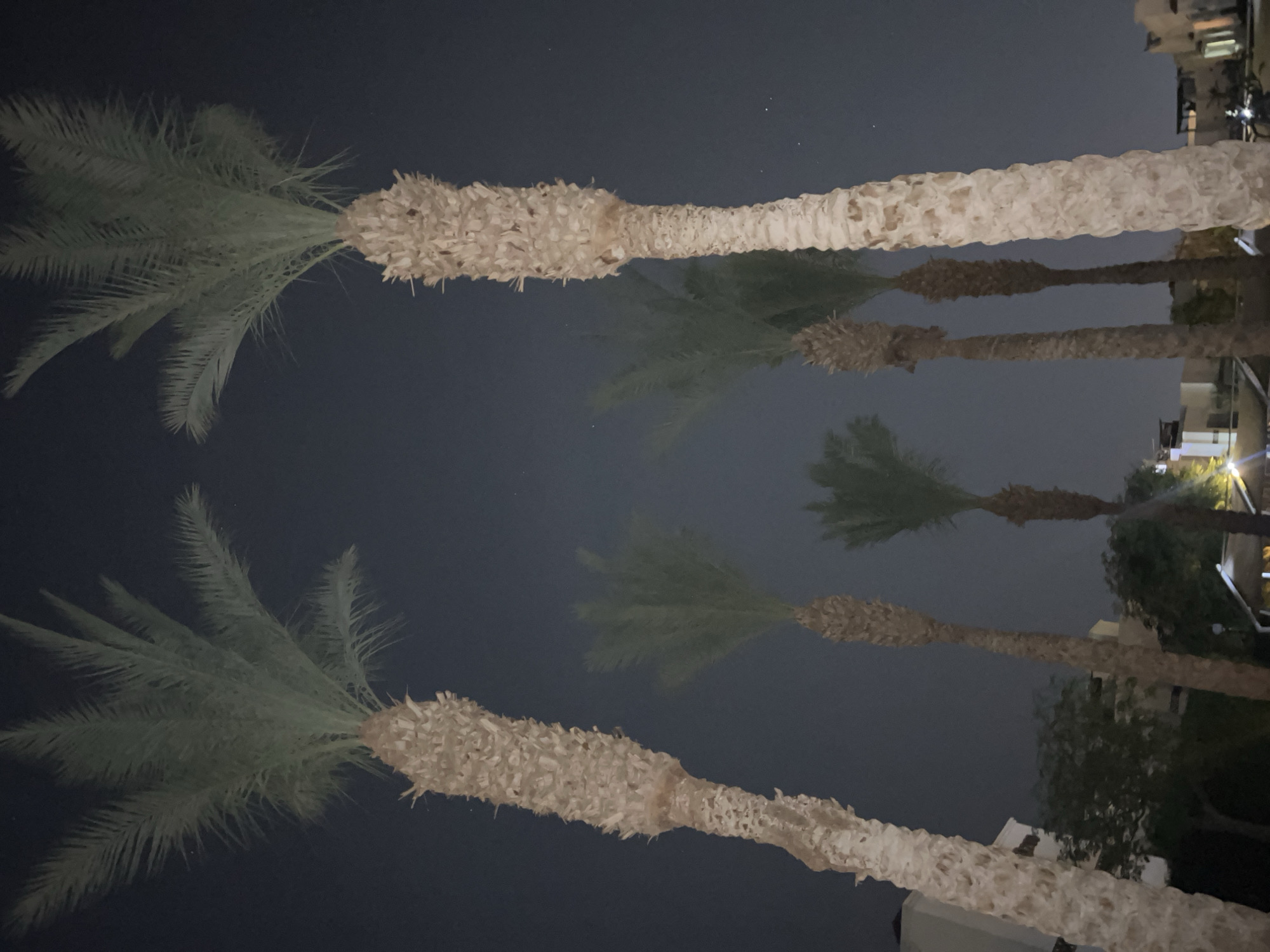 This image captures a nighttime scene in Sharm El Sheikh, Egypt, featuring a cluster of palm trees against a dark sky. Two tall palm trees dominate the foreground, their rough, textured trunks illuminated from below by an unseen light source. Their fronds spread out towards the top of the frame, appearing green and feathery. In the midground and background, several other palm trees of varying heights are visible, some with full fronds and others appearing more sparse.
Beyond the palm trees, architectural elements of buildings are faintly visible. These structures appear to be low-rise and are illuminated by subtle lighting, suggesting a resort or residential area. The overall atmosphere is serene and tropical, typical of a nighttime setting in a warm climate. The sky is dark, with a few faint stars visible, indicating a clear night. No people or animals are present in the frame.
