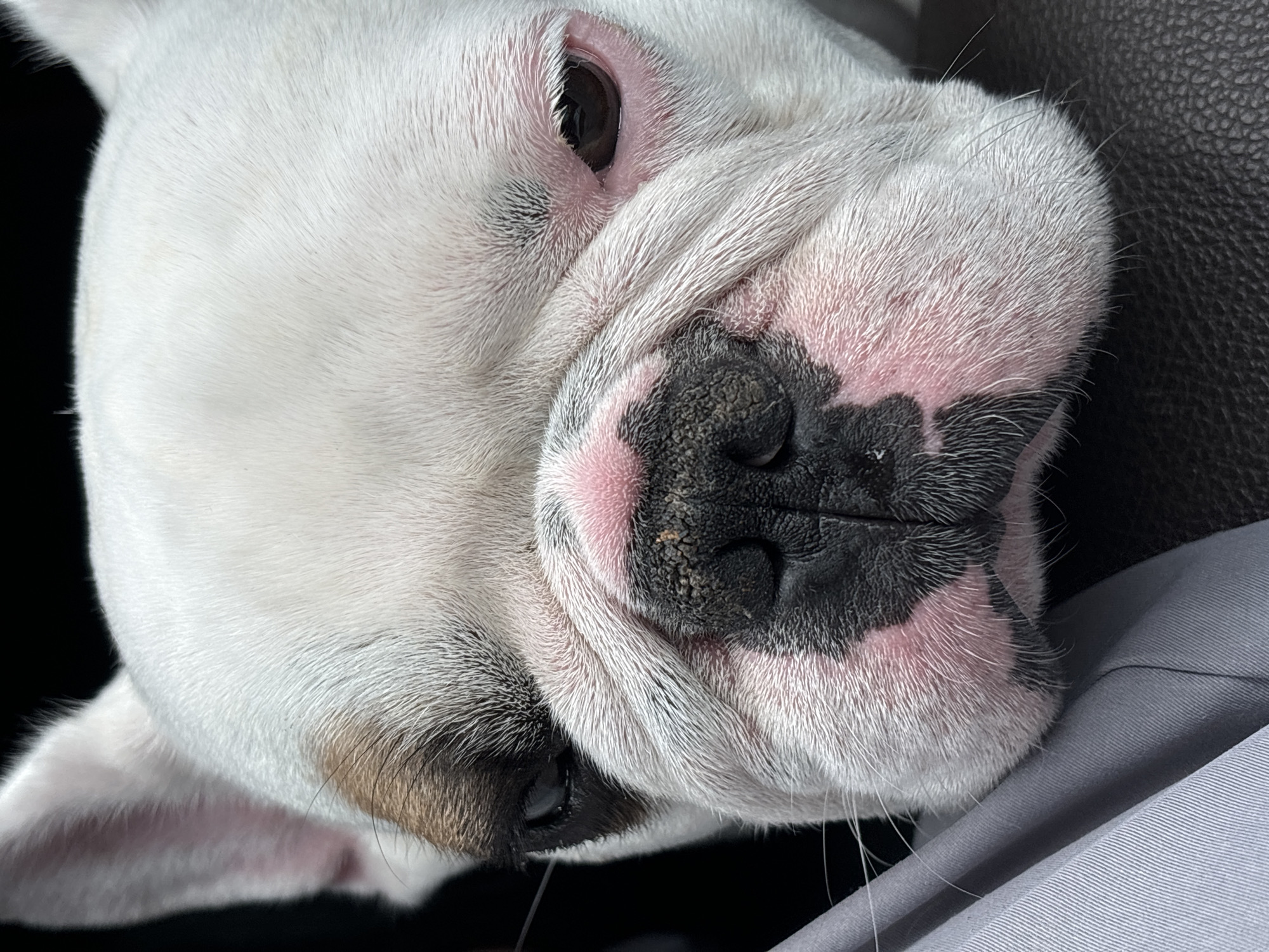 A close-up, eye-level, medium shot captures the face of a white French Bulldog, with brown and black markings around its eyes and nose. The dog's head is tilted slightly to the left, with its left eye partially obscured by a brown patch. The dog's snout is dark and wrinkled, with pink skin showing around the nostrils and mouth. The dog's eyes are dark and appear to be looking downward. The dog's fur is short and white, with some pinkish skin visible on its cheeks. The background is dark and out of focus, with a hint of a dark, leather-like surface in the lower right corner. A grey, textured fabric is visible on the left side of the image, partially obscuring the dog's head. The image was taken in Chaikovsky, Russia.