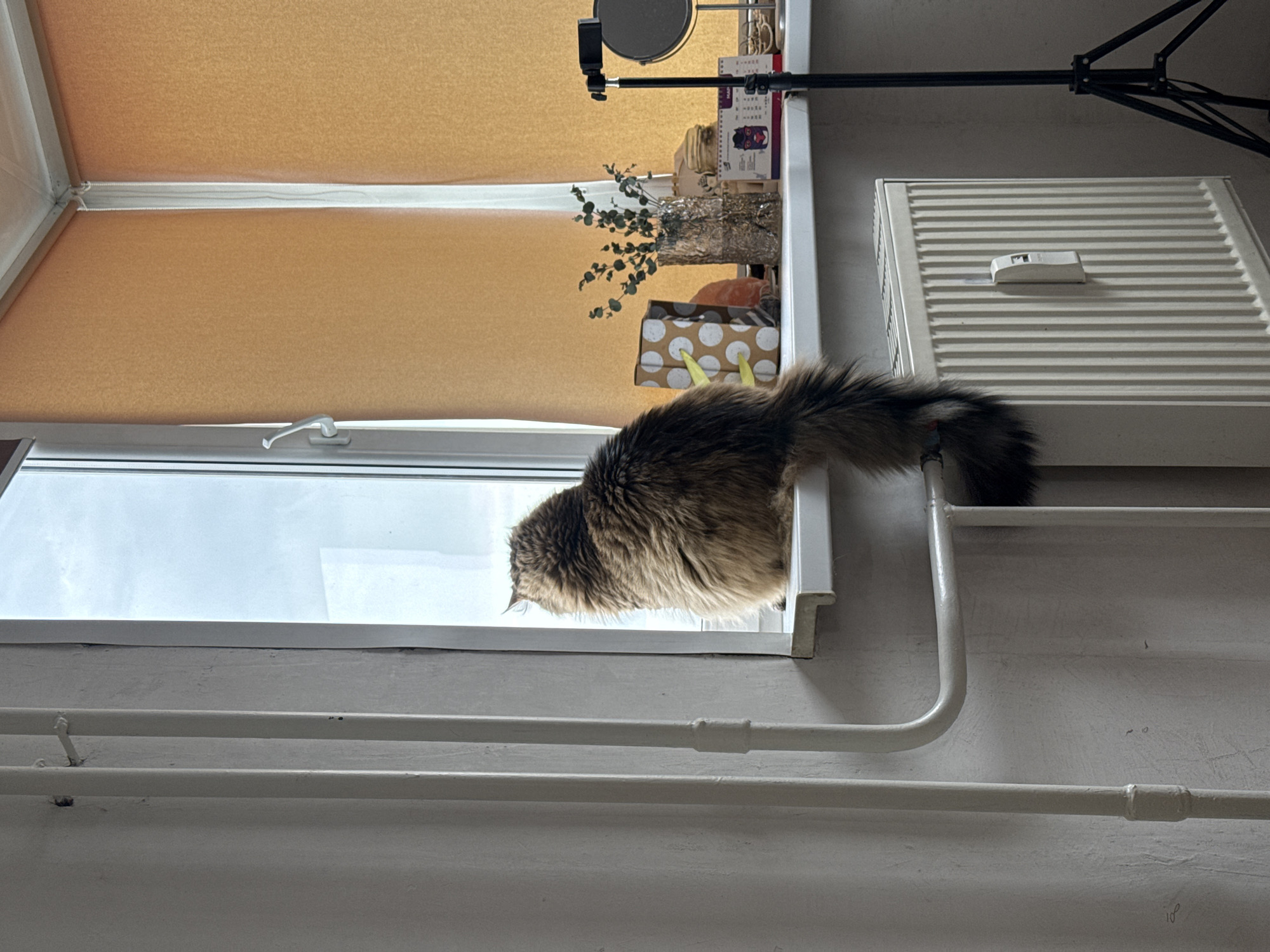 A medium shot depicts a furry brown and black cat perched on the inner sill of a window, looking downwards and slightly to the left. The window's upper portion is covered by a light brown roller blind, while the glass pane below reflects a cloudy sky. A white radiator with horizontal slats is visible to the right of the cat, with a control knob on top. A black microphone stand and a collection of items including books and a small potted plant are situated on the windowsill behind the cat. Below the window and radiator, a series of white pipes run horizontally along the wall. The environment appears to be an indoor setting, and the overall lighting is somewhat dim. There is no specific indication that the image was taken in Izhevsk, Russia, as no recognizable landmarks or cultural markers are visible.