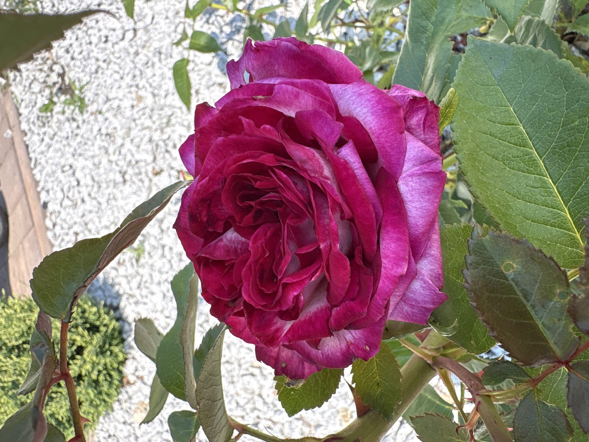 A close-up, eye-level shot features a vibrant, deep pink rose in full bloom, its petals layered and slightly tinged with lighter pink and white at the edges. The rose is the primary subject, positioned slightly to the right of the frame's center. It is surrounded by lush, dark green rose leaves and thorny stems. In the background, out of focus, is a bed of white gravel with scattered small green plants, and beyond that, a blurry green shrub. The setting appears to be an outdoor garden. The image was captured in the vicinity of Drożki, Poland.