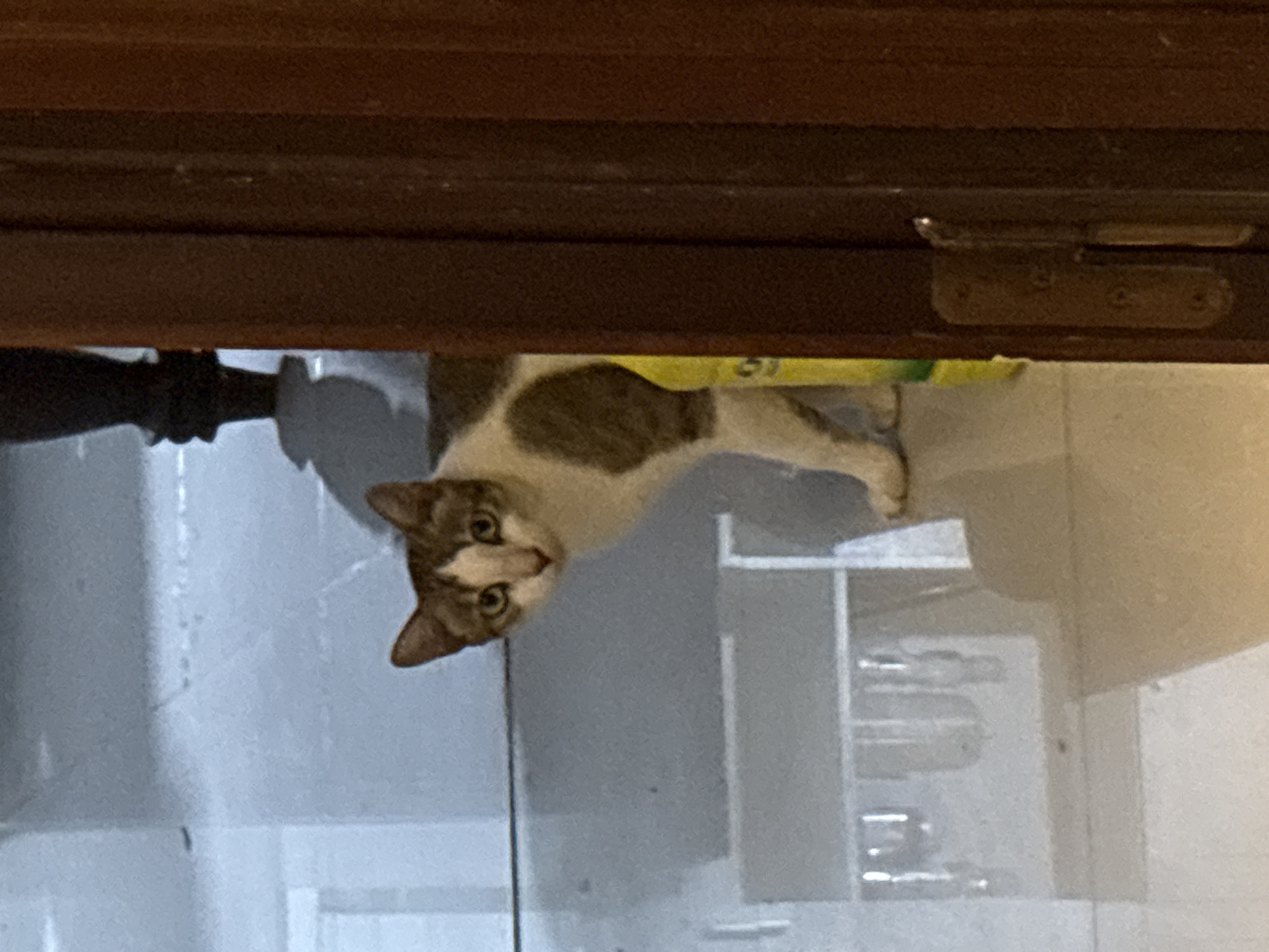 A domestic cat with white and brown patches is peeking out from behind a wooden doorway. The cat is looking directly at the camera with its ears perked forward and its eyes wide open. The background appears to be a domestic interior, with a reflective floor and some furniture visible. The image does not contain any information that can be used to determine the location in Nha Trang Ward, Vietnam.