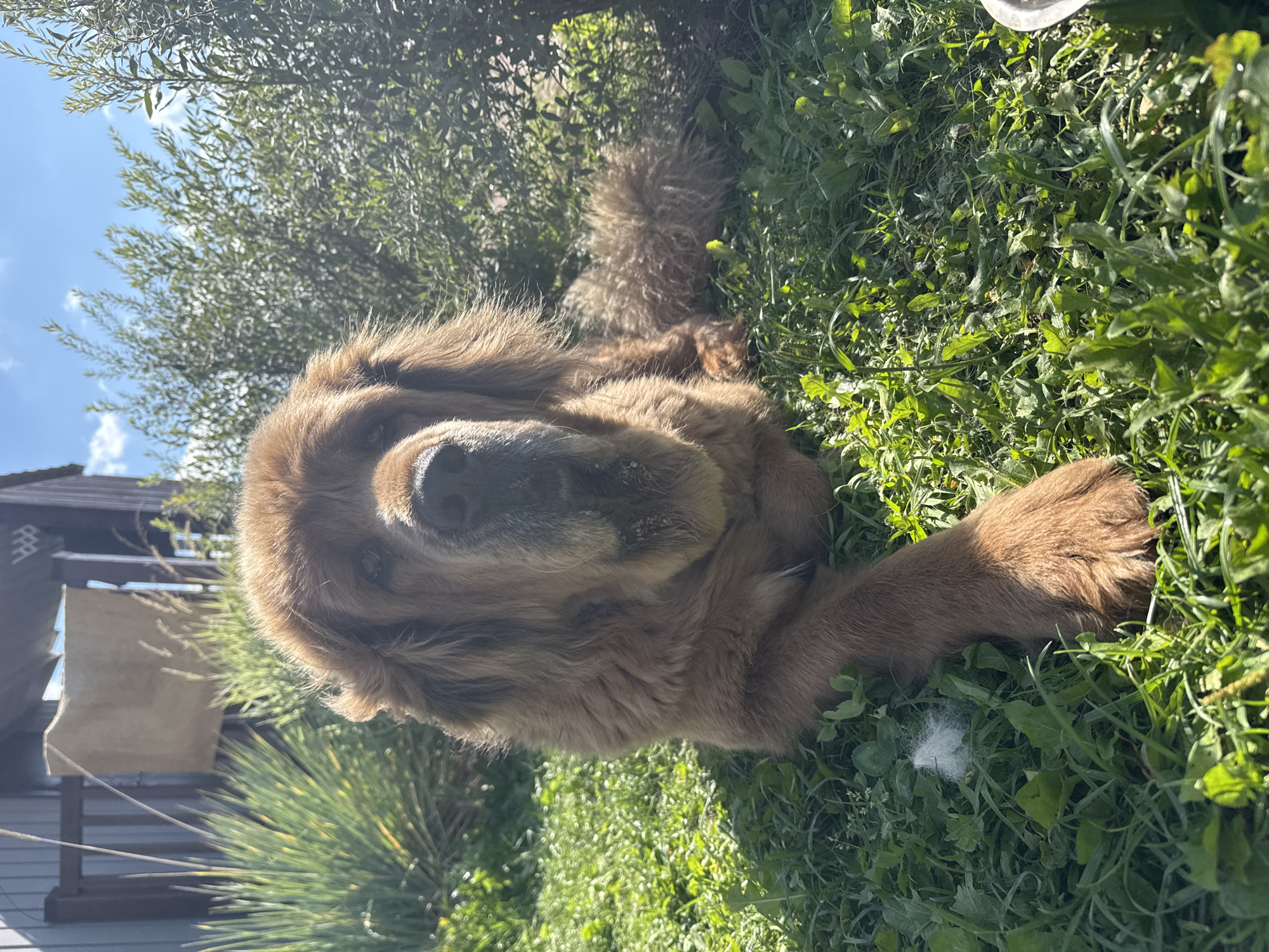 A large, brown-haired dog is lying on a grassy lawn in the city of Kempelevo, Russia. The dog is facing the camera, with its head slightly tilted. Its eyes are open and it appears to be looking at the camera. The dog's fur is thick and shaggy, and it has a long, bushy tail. In the background, there is a wooden building with a dark roof. There are also some green bushes and trees. The sky is blue with a few white clouds. The sun is shining, and the light is casting shadows on the grass. There is a small piece of white fluff on the grass in the foreground, to the left of the dog's front paw.