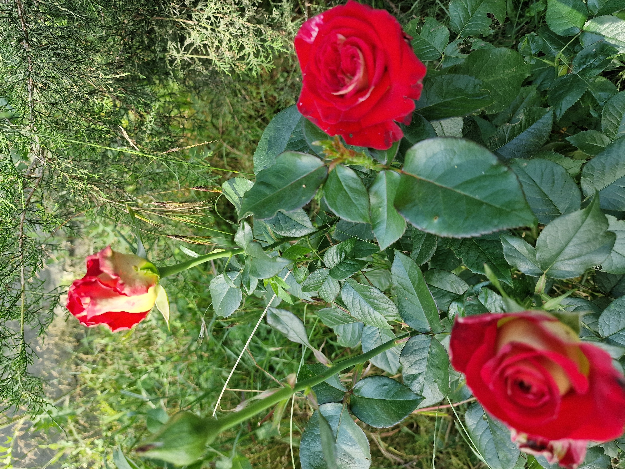 Three red roses are in bloom against a backdrop of lush green foliage and a coniferous tree. One fully bloomed rose is in the foreground on the right, showcasing its deep red petals with hints of lighter shades towards the center. Another fully bloomed rose is partially visible in the lower left corner, also in vibrant red with a lighter interior. A third rosebud, a mix of red and yellow, stands upright in the middle ground, its petals just beginning to unfurl. The surrounding environment is dense with green leaves, stems, and blades of grass. The upper portion of the image is dominated by the feathery branches of a coniferous tree, casting shadows and adding a textured element to the scene. The lighting suggests an outdoor setting, possibly a garden or a natural landscape. No people or actions are depicted. The location is identified as Kursavka, Russia.