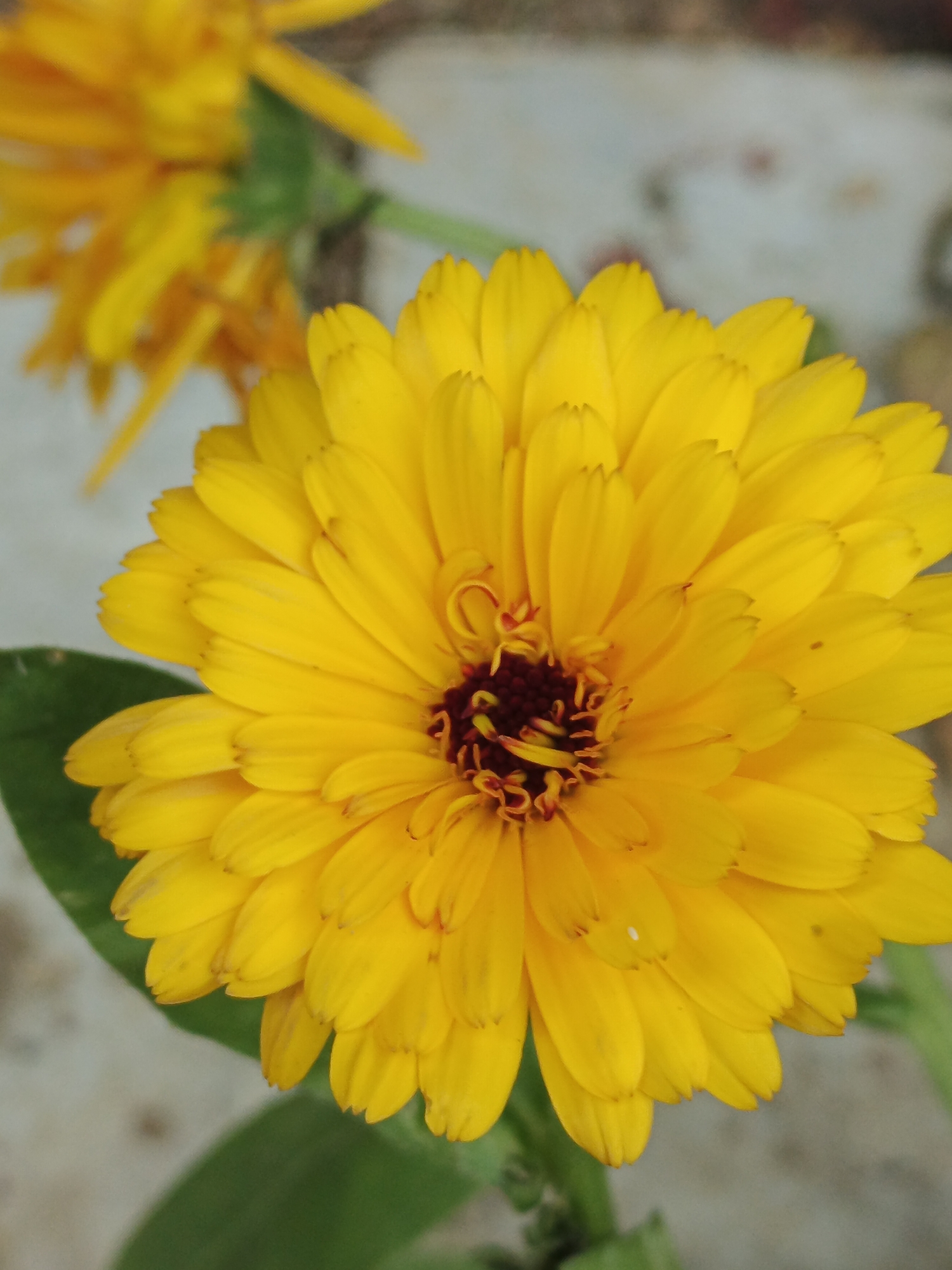 A close-up, eye-level shot captures the vibrant yellow petals of a calendula flower, with a dark red center. The flower is in focus, filling most of the frame. To the left and slightly out of focus, another similar yellow flower is visible. Green leaves are present in the foreground and background. The background is a blurred, muted gray and brown. The image was taken outdoors in Medvedyovka, Russia.