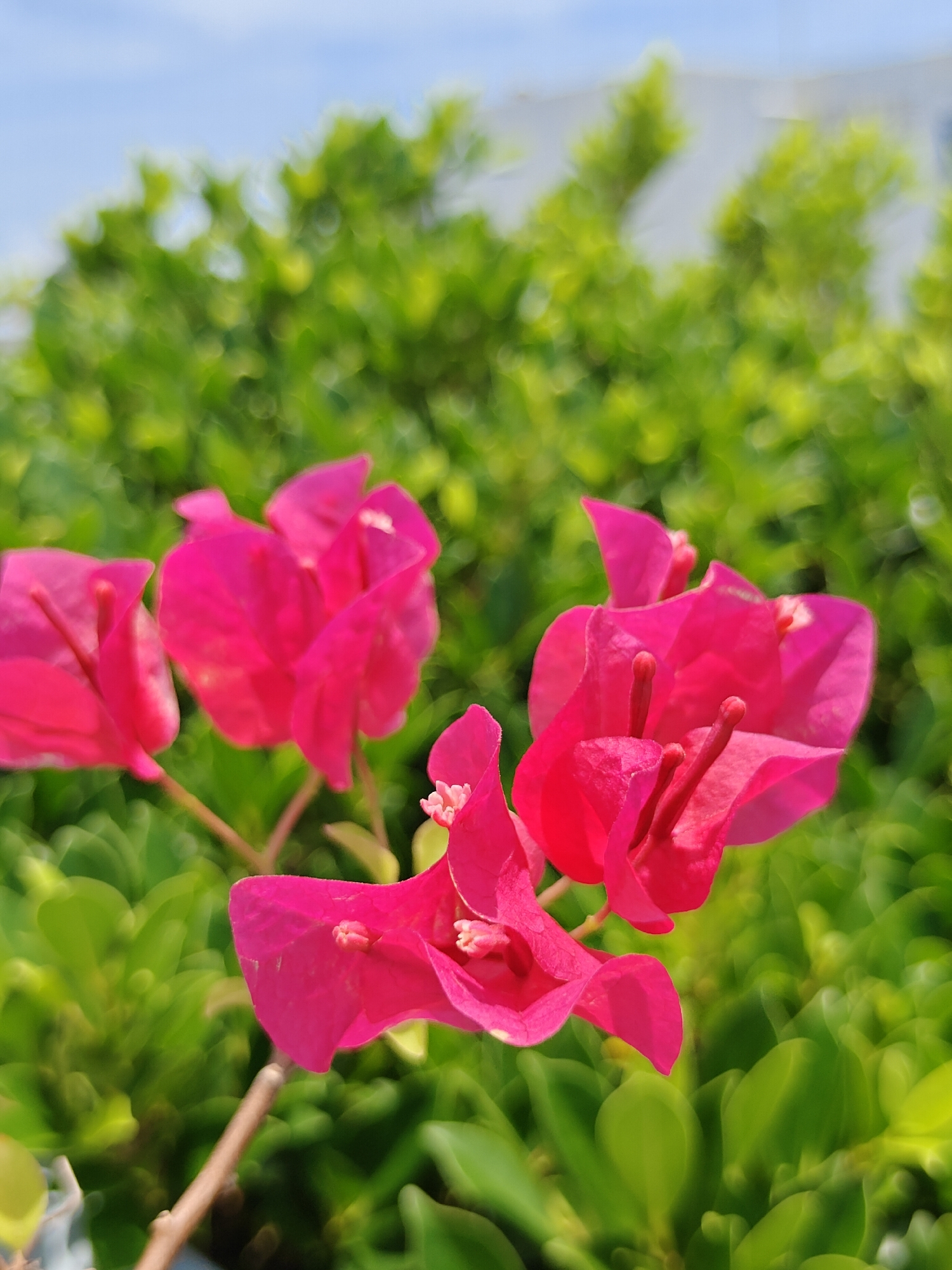 A close-up, vertical, outdoor, daytime photograph showcases bright pink bougainvillea flowers in the foreground, with a soft-focus background of lush green foliage and a hint of a blue sky. The bougainvillea flowers are the main subject, with their vibrant color and delicate petals. The green foliage forms a dense, blurry backdrop, creating a sense of depth and highlighting the sharpness of the flowers. The sky, visible in the upper portion of the image, is a pale blue. The scene appears to be in a garden or natural setting, possibly in Pattaya City, Thailand, given the tropical climate and common presence of such flora. No people or specific structures are clearly identifiable, focusing the composition entirely on the natural beauty of the flowers and their surroundings.