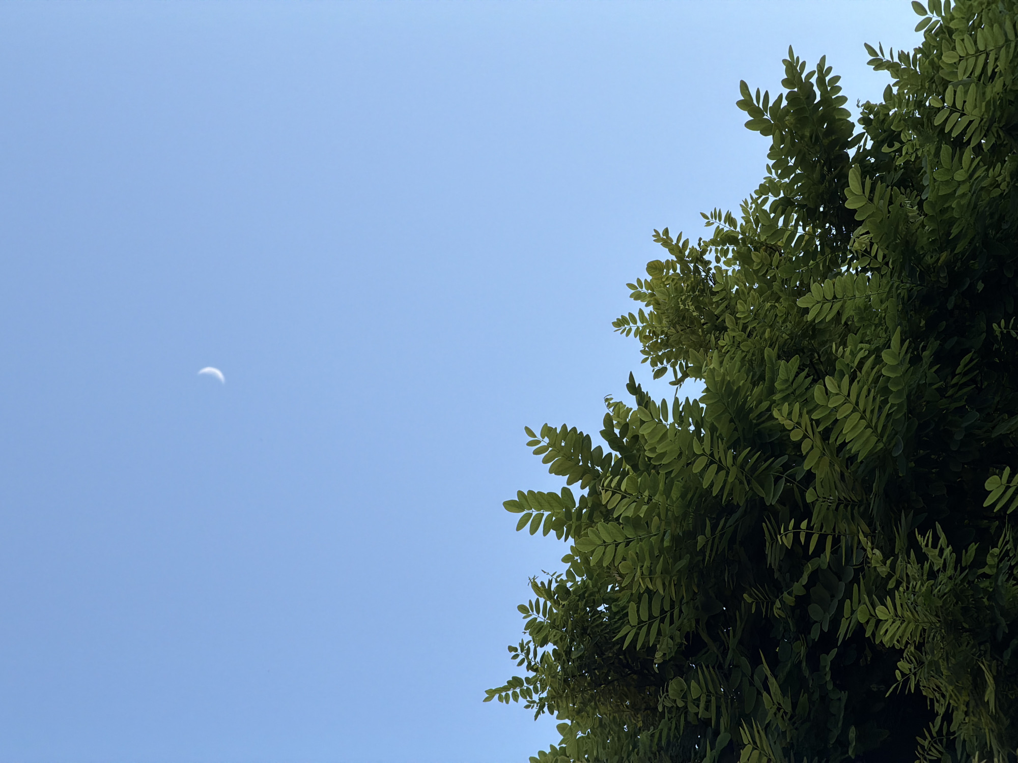 A crescent moon is visible in the clear, pale blue sky. In the lower portion of the frame, the upper branches of a lush green tree, with many small leaves, are visible against the sky. The image appears to be taken in Burgas, Bulgaria. There are no people or animals present in the scene. The lighting suggests it is either early morning or late evening.