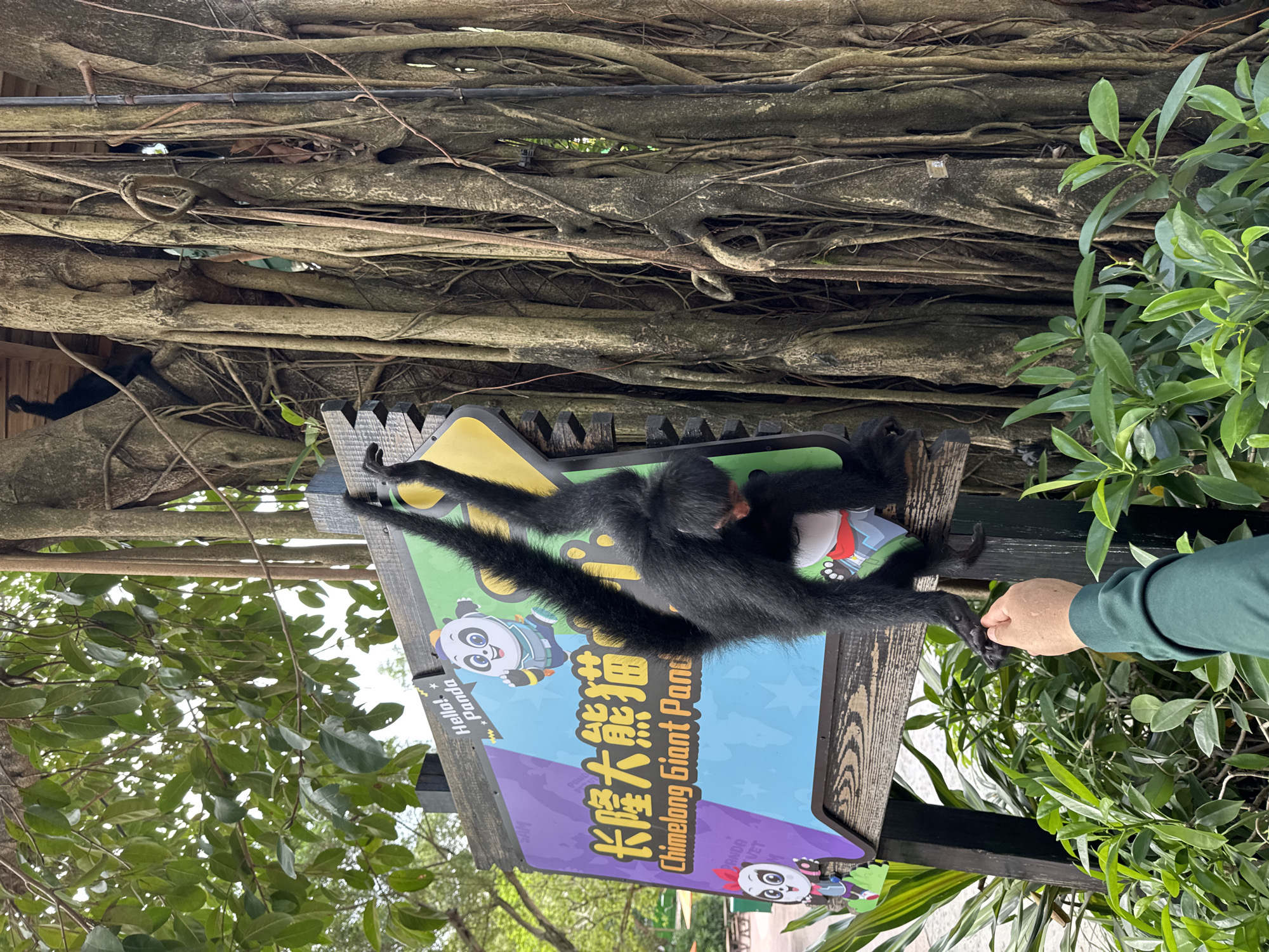A black spider monkey is hanging from a sign that says "ChimeLong Giant Panda" in English and Chinese, located in the Panyu District, China. A person wearing a green shirt is holding the monkey's hand. The background includes tree roots and green foliage.