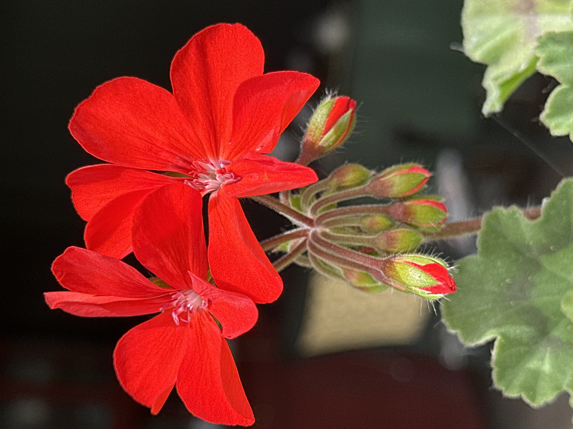 The image shows a close-up of a cluster of bright red geranium flowers and buds against a dark, out-of-focus background. The flowers have five petals each, with delicate stamens visible in the center. Several buds, tinged with red at their tips and covered in fine hairs, are arranged below the open blooms. Green, serrated leaves are visible at the bottom of the frame. The lighting suggests an outdoor setting, possibly a garden or balcony. The location in Yessentuki, Russia, implies it is a scene observed within that city.