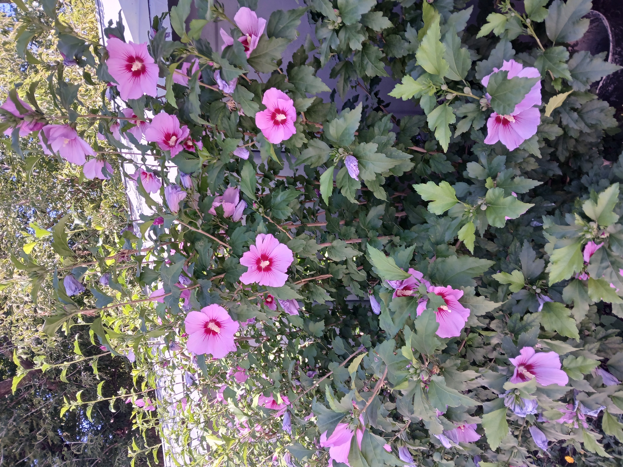The image shows a close-up of a bush with numerous light pink hibiscus flowers in bloom, interspersed with green leaves and some closed buds. The flowers are five-petaled with a darker pink or red center. The bush is set against a background that includes a white structure, possibly a building, and leafy trees. The lighting suggests it is daytime. There are no people or animals visible in the image. The image does not provide any specific information or context to determine its location within the city of Cherkessk, Russia.