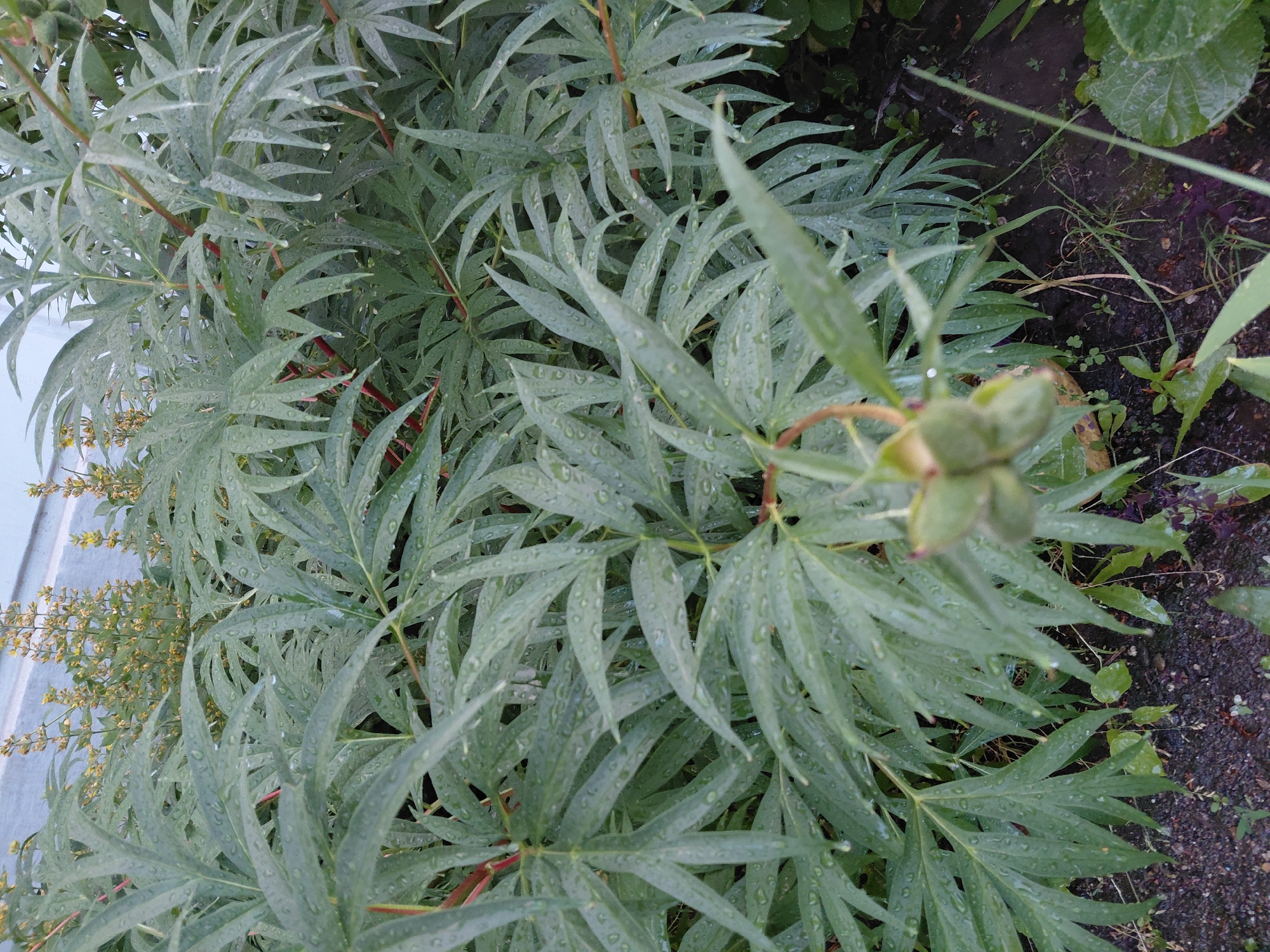 This is a close-up, slightly blurry, top-down shot of a plant with compound leaves, likely a peony, covered in water droplets. The leaves are a muted green with reddish stems, and the droplets suggest recent rain or watering. In the upper right quadrant, dark soil and other vegetation are visible, including some small green sprouts and a few sparse blades of grass. The bottom left of the image shows a cluster of small, yellow flowers on thin stems, which appear to be a different plant growing nearby, possibly adjacent to a light-colored, textured surface like a wall or fence. The overall impression is of a garden setting after a rain shower. The image is oriented vertically, with the plant dominating the frame. There is no visible text.