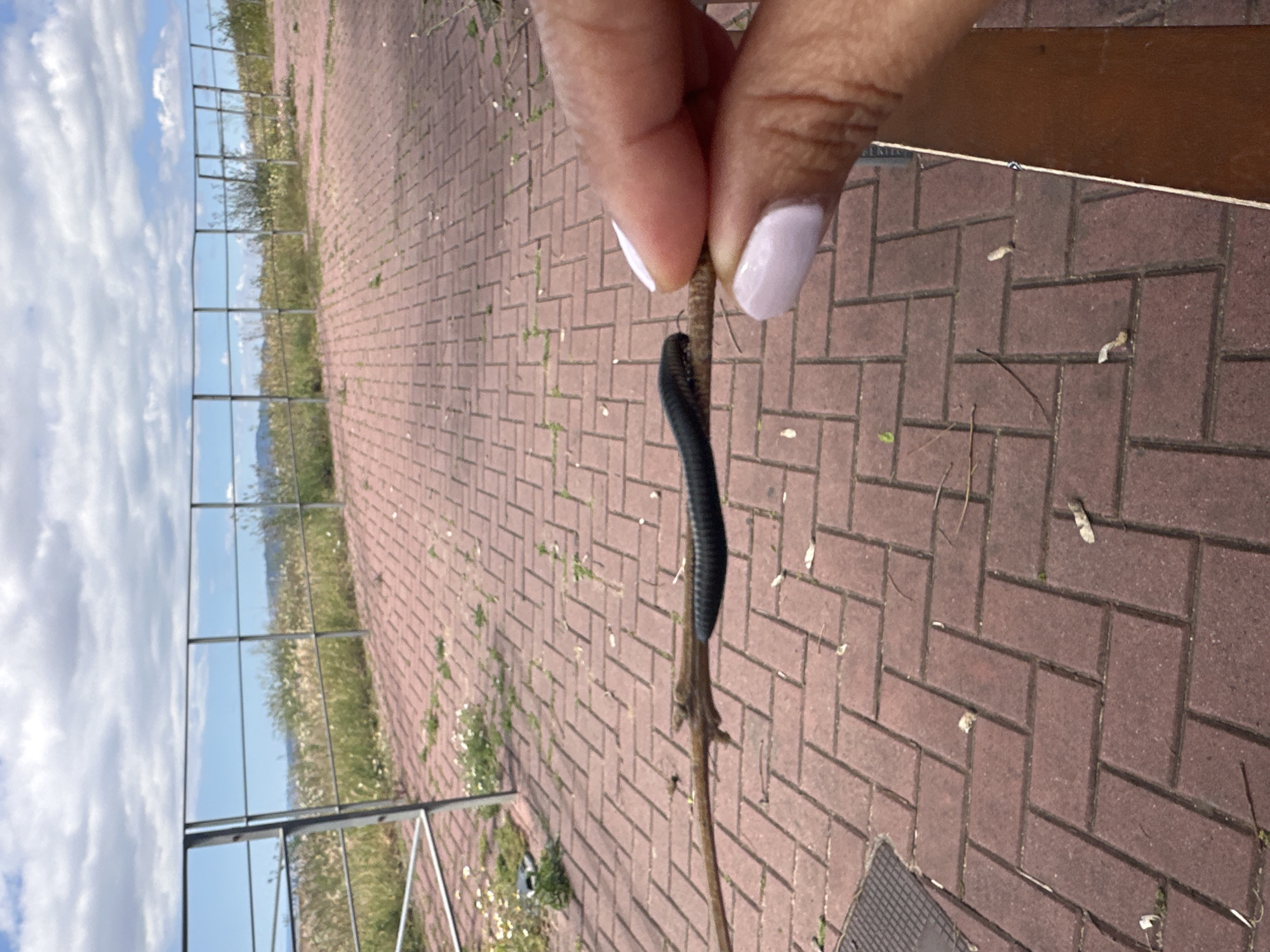 A millipede clings to a stick held by a hand with light pink fingernails. The background features a brick pathway, sparse vegetation, a metal fence, and a distant sky with clouds. The location is Esplugues de Llobregat, Spain.