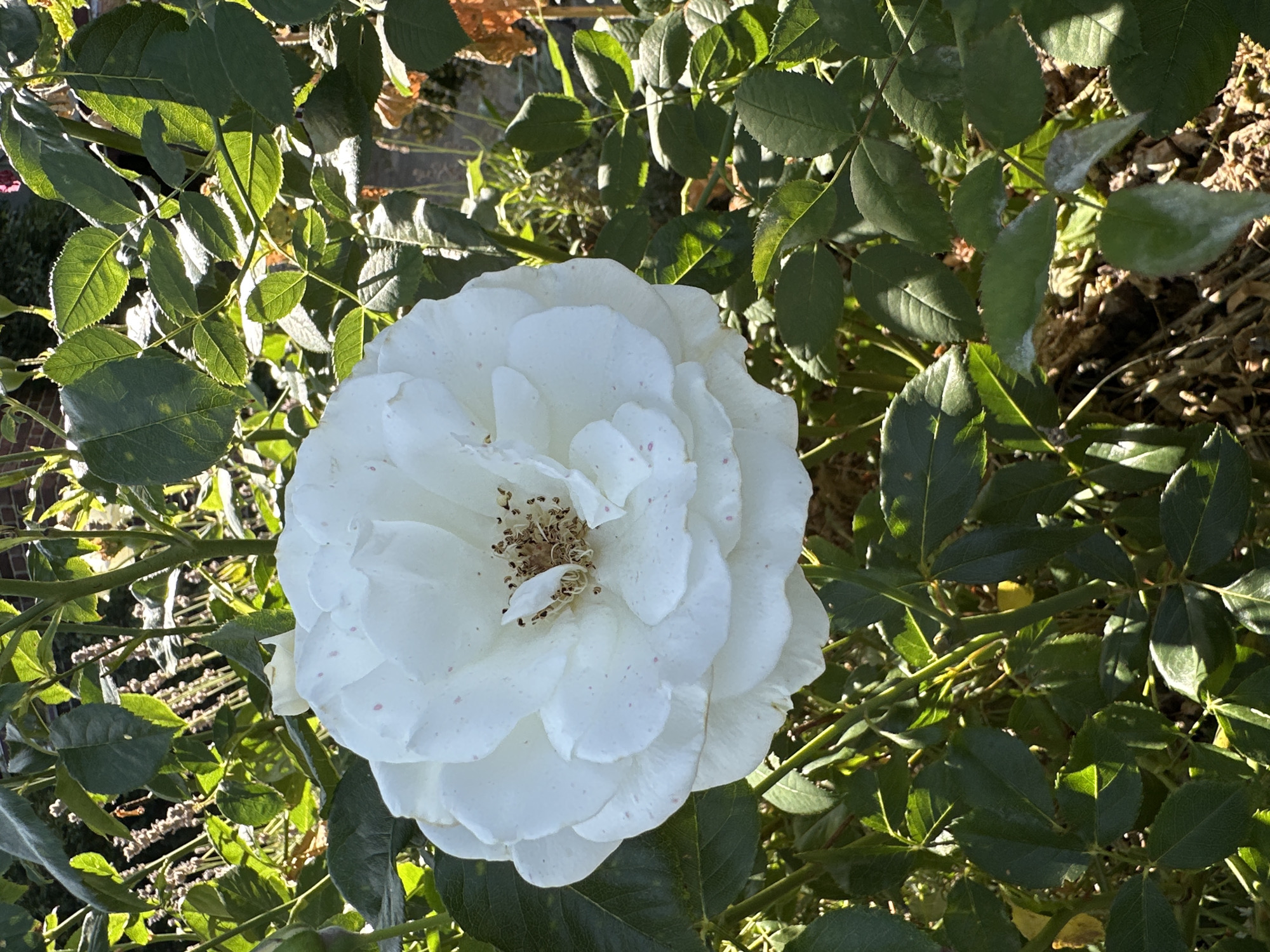 A close-up shot captures a fully bloomed white rose, its delicate petals layered and tinged with faint pink speckles. The rose is surrounded by lush green foliage, with some leaves exhibiting signs of natural aging, like brown, dried edges. The scene is bathed in sunlight, creating dappled shadows across the leaves and highlighting the intricate textures of the flower. The background is a soft blur of more greenery and hints of a brick structure, suggesting an outdoor garden setting. There are no people visible in the image. The image is located in Krefeld, Germany.