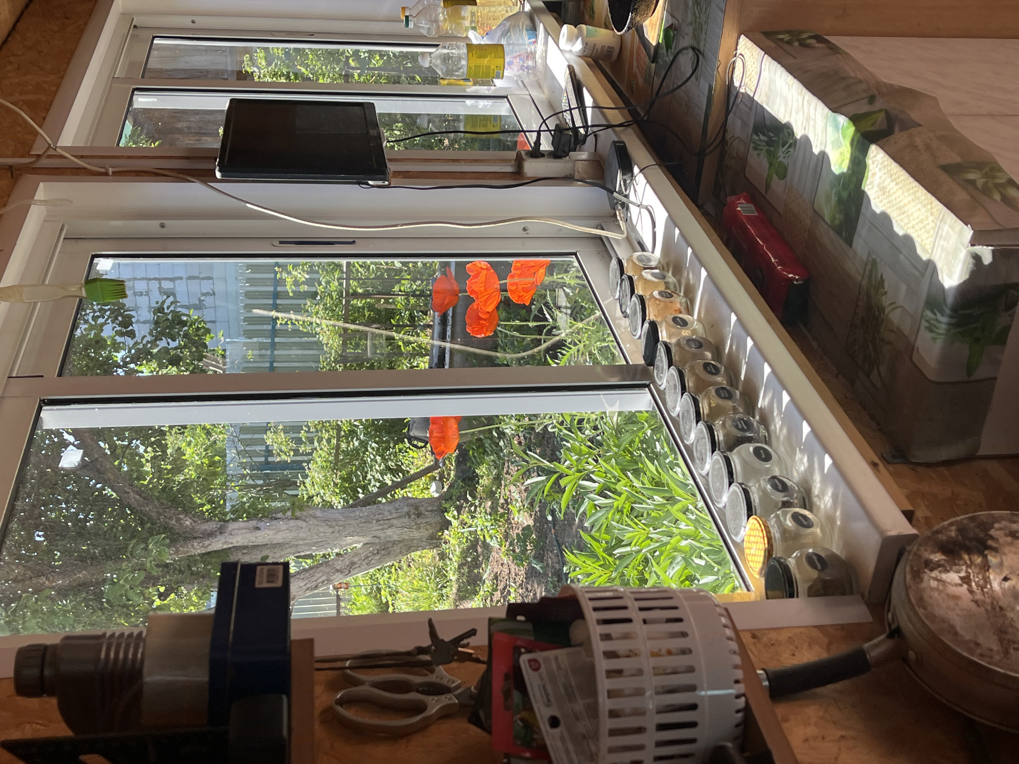A sunlit interior scene, likely a greenhouse or shed with a window looking out onto a garden. On a windowsill are several glass jars with black lids, filled with various ingredients, possibly spices or preserves. To the left, a white basket holds some items, and a pair of scissors hangs on the wall. Outside the window, vibrant orange poppies are in bloom. On the right side of the window, a small black television is mounted, and electrical cords are visible, along with a power strip. Below the windowsill, a red package is present, and the surface is covered with a patterned tablecloth. The overall impression is one of domestic life and a connection to nature. The location is the city of Chaikovsky, Russia.