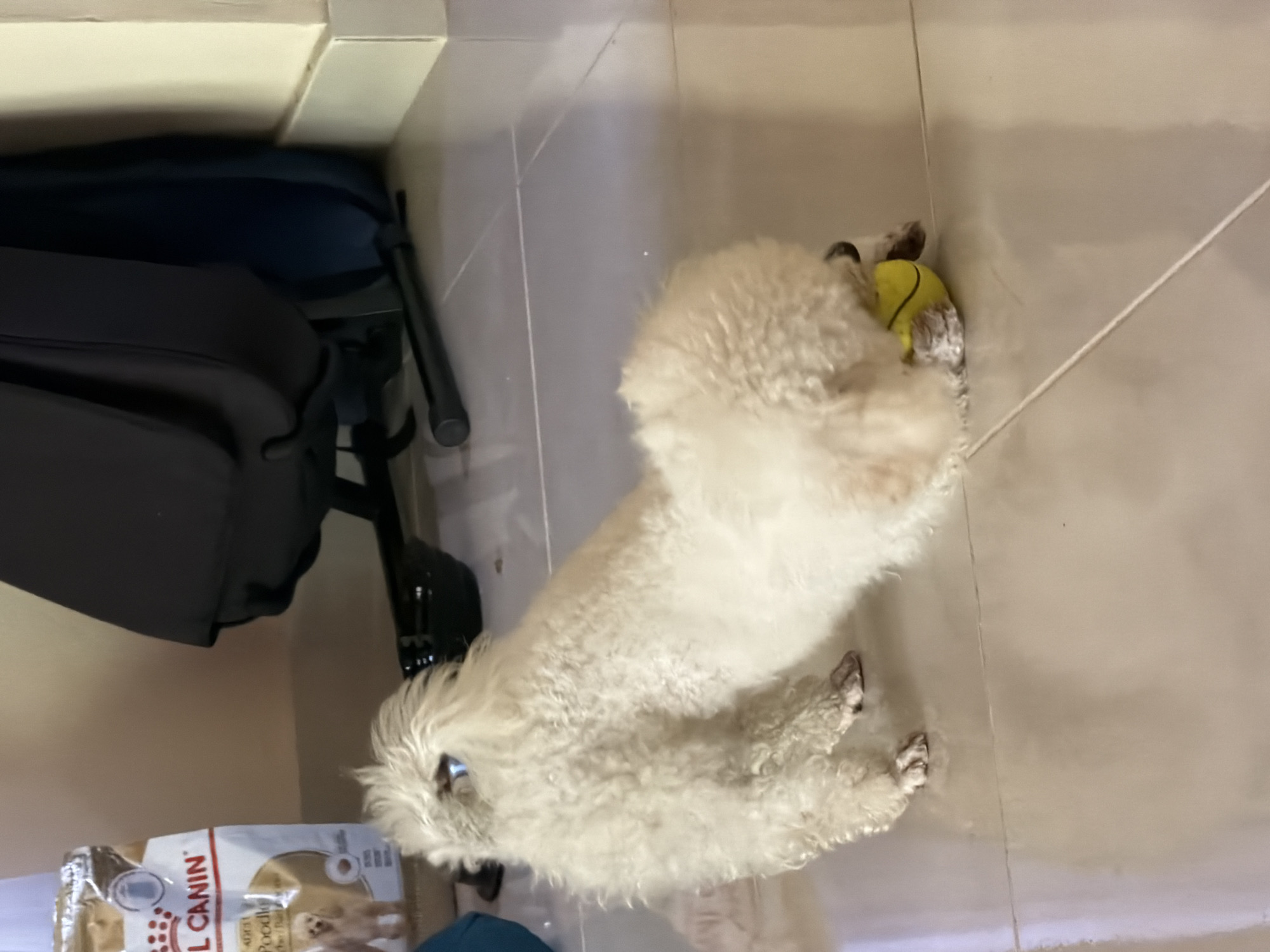 A white poodle dog lies on a light beige tiled floor, with its head near a bag of Royal Canin Poodle Adult dog food. A black backpack sits to the left of the dog, resting against the base of a wall. The dog has a yellow tennis ball near its hind legs. The location is an indoor space, possibly a home, in Kedewatan, Indonesia.